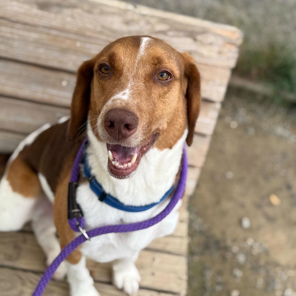 Enlarge Zuko, a Adoptable mixed breed in Fredericksburg, VA image 1/6