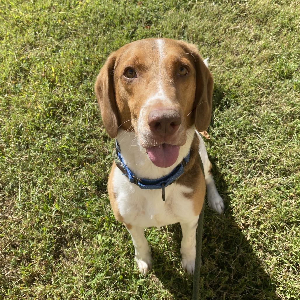 Zuko, a Adoptable mixed breed in Fredericksburg, VA image 2/6