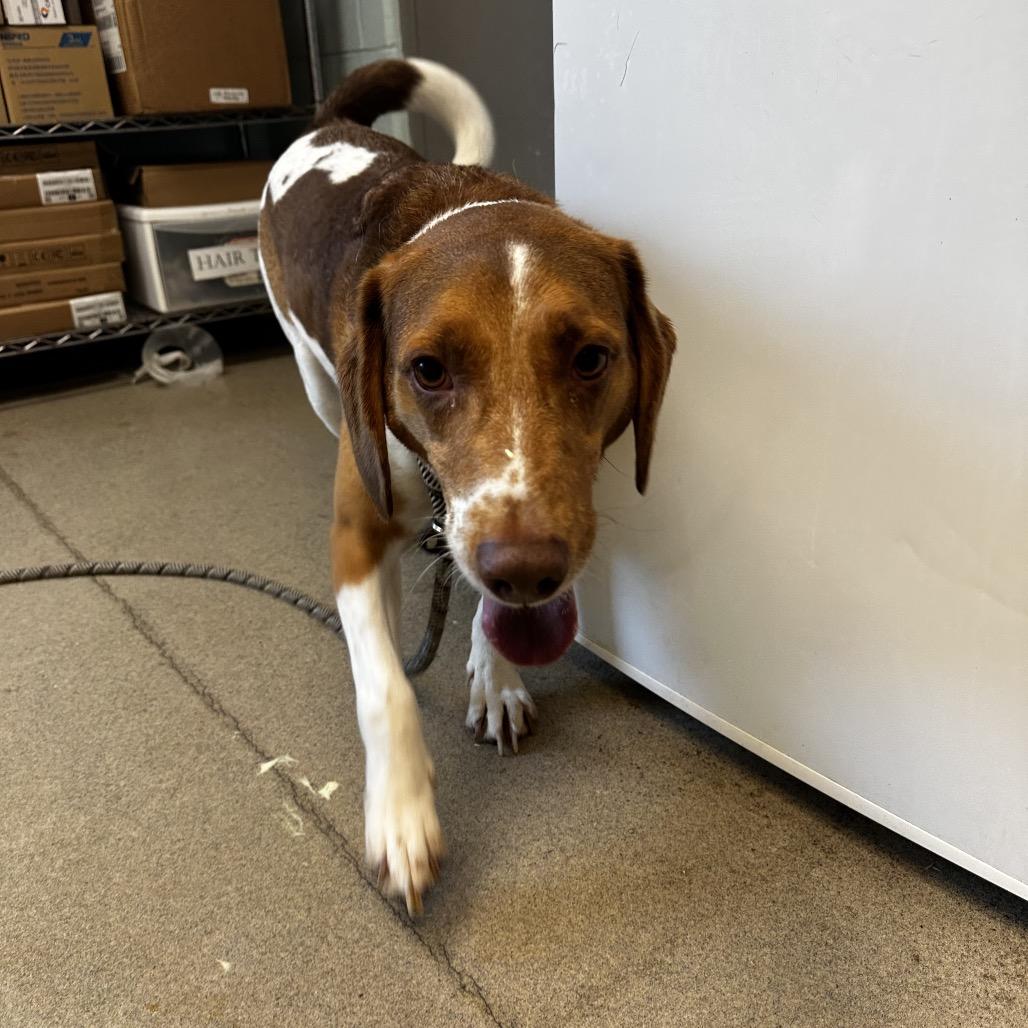 Enlarge Zuko, a Adoptable mixed breed in Fredericksburg, VA image 2/6