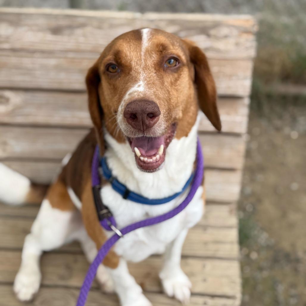 Enlarge Zuko, a Adoptable mixed breed in Fredericksburg, VA image 3/6