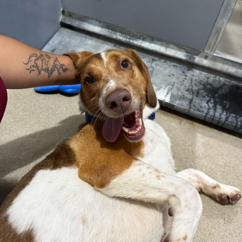 Enlarge Zuko, a Adoptable mixed breed in Fredericksburg, VA image 4/6