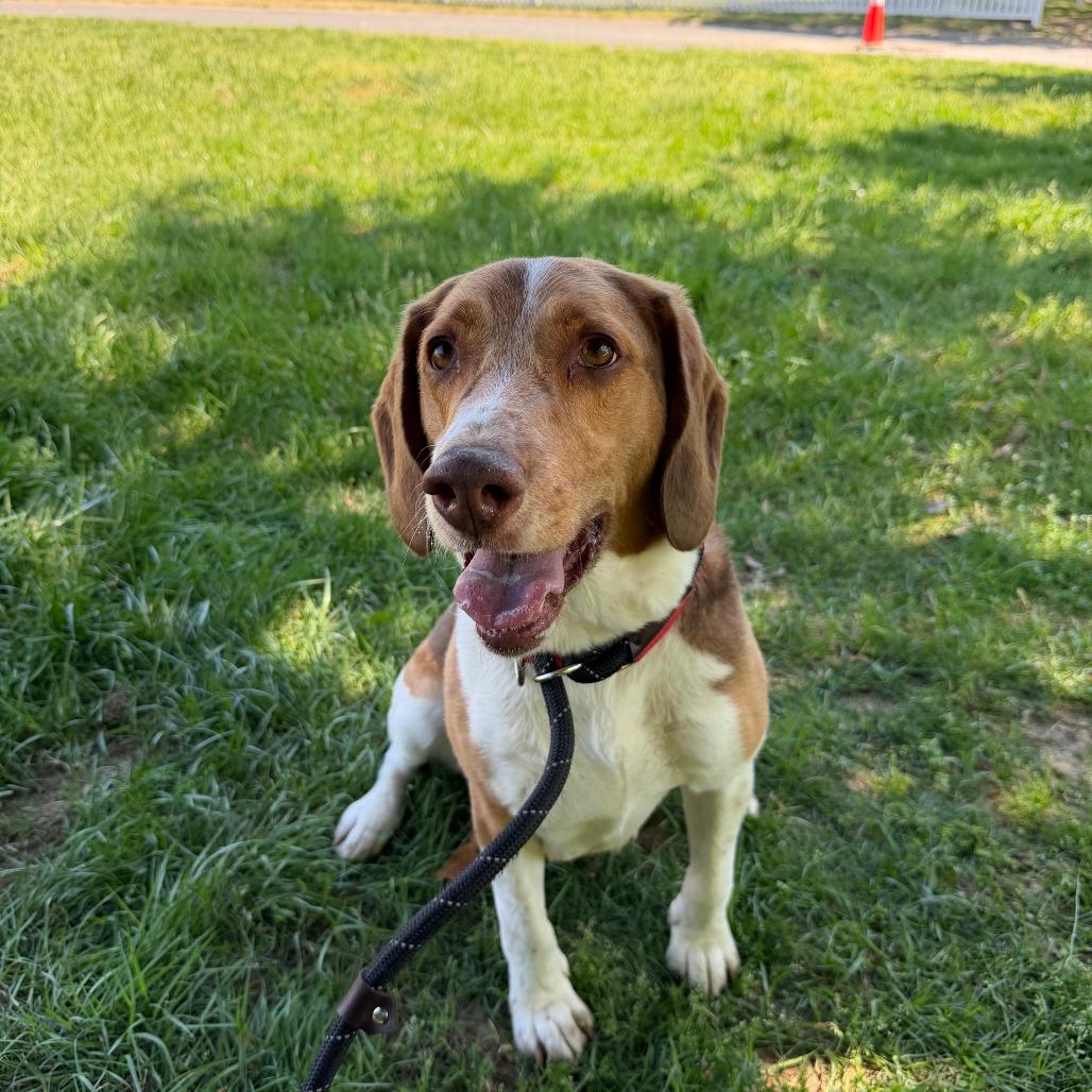 Enlarge Zuko, a Adoptable mixed breed in Fredericksburg, VA image 5/6