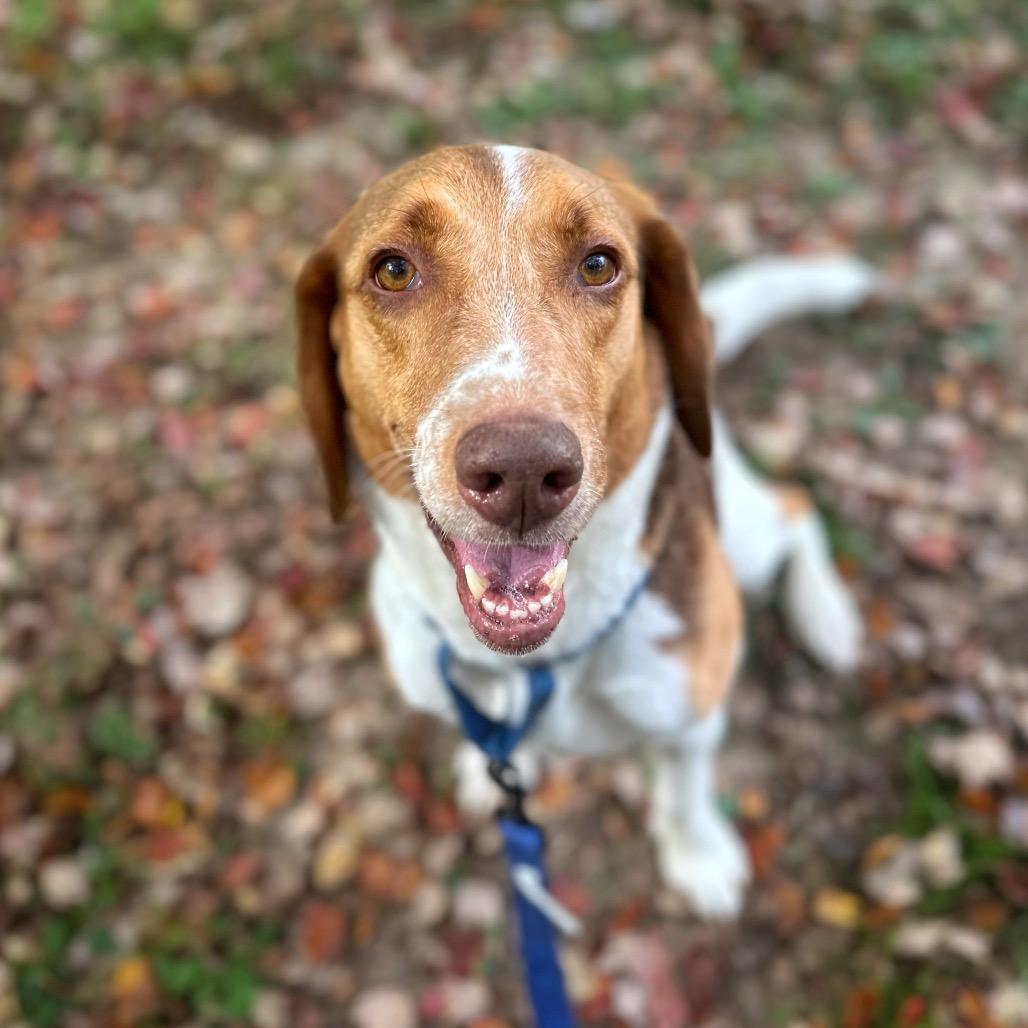Enlarge Zuko, a Adoptable mixed breed in Fredericksburg, VA image 5/6