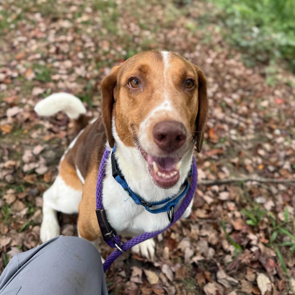 Enlarge Zuko, a Adoptable mixed breed in Fredericksburg, VA image 6/6