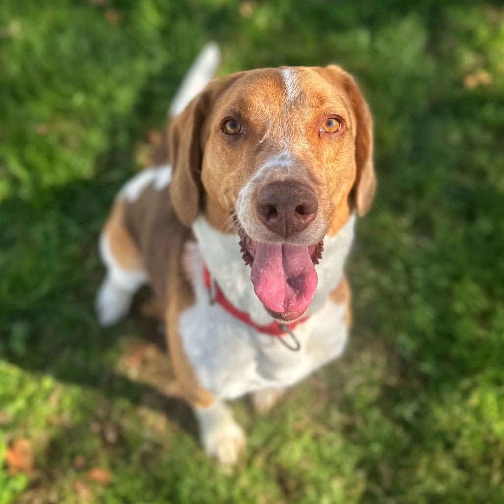 Enlarge Zuko, a Adoptable mixed breed in Fredericksburg, VA image 6/6
