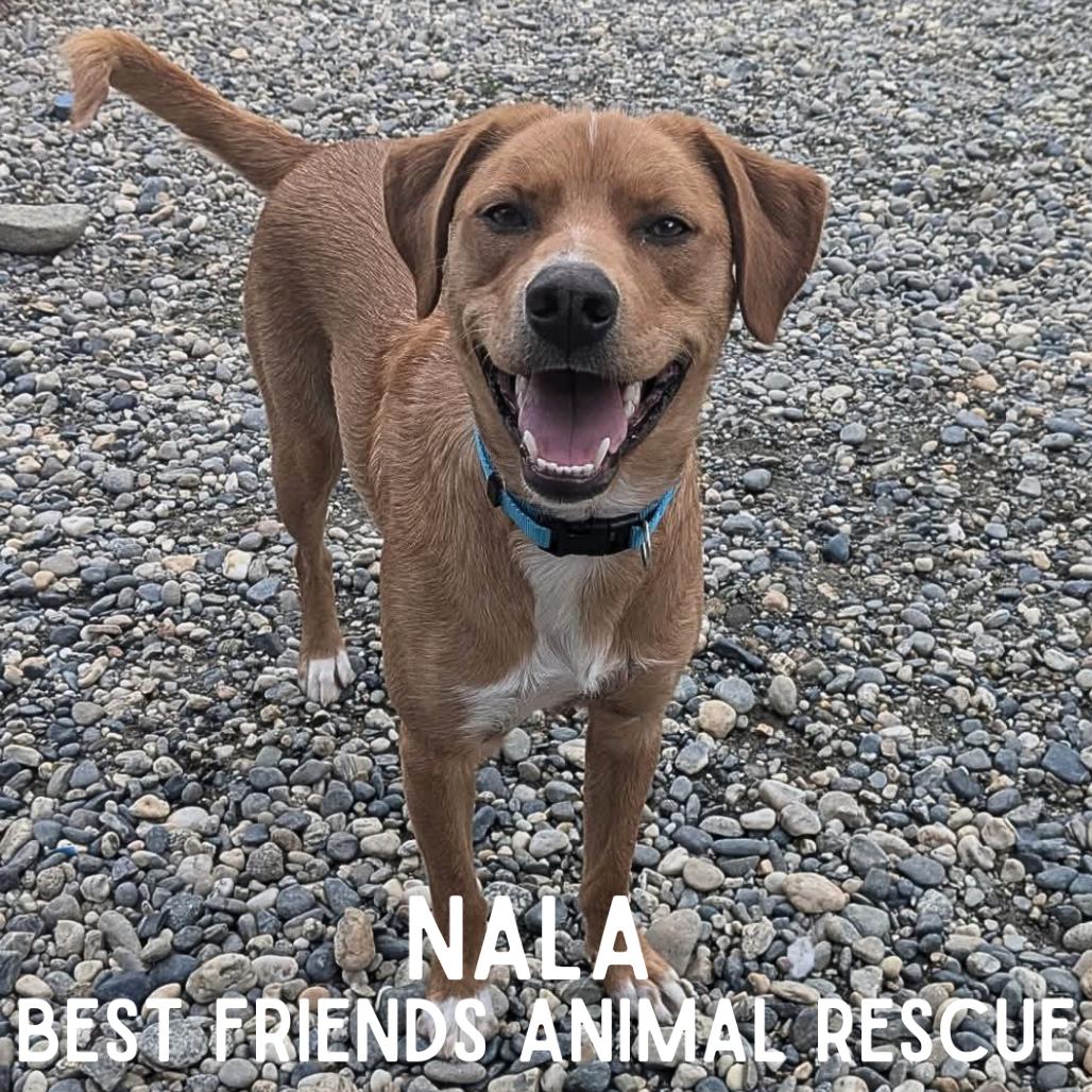 Nala, a Adoptable mixed breed in Wasilla, AK image 1/6