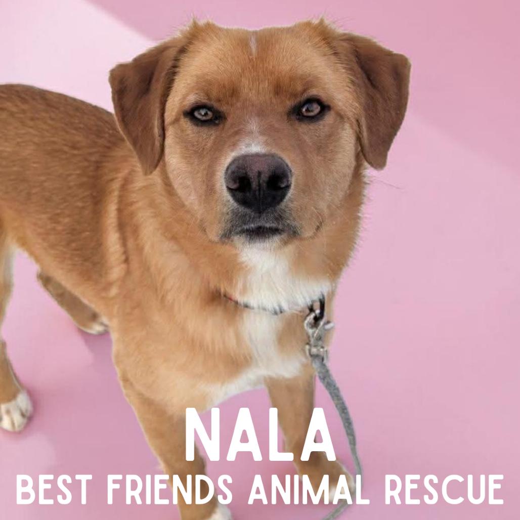 Enlarge Nala, a Adoptable mixed breed in Wasilla, AK image 1/5