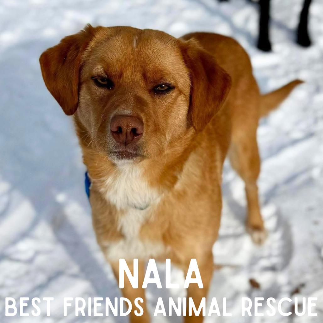 Enlarge Nala, a Adoptable mixed breed in Wasilla, AK image 2/5