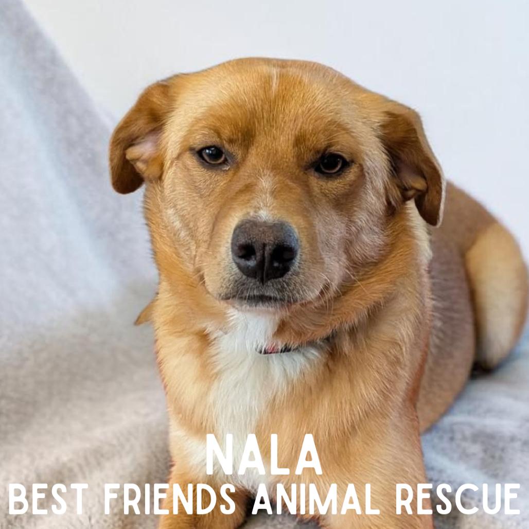 Enlarge Nala, a Adoptable mixed breed in Wasilla, AK image 3/5