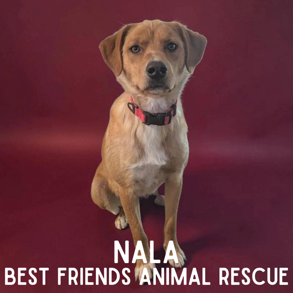 Nala, a Adoptable mixed breed in Wasilla, AK image 4/6