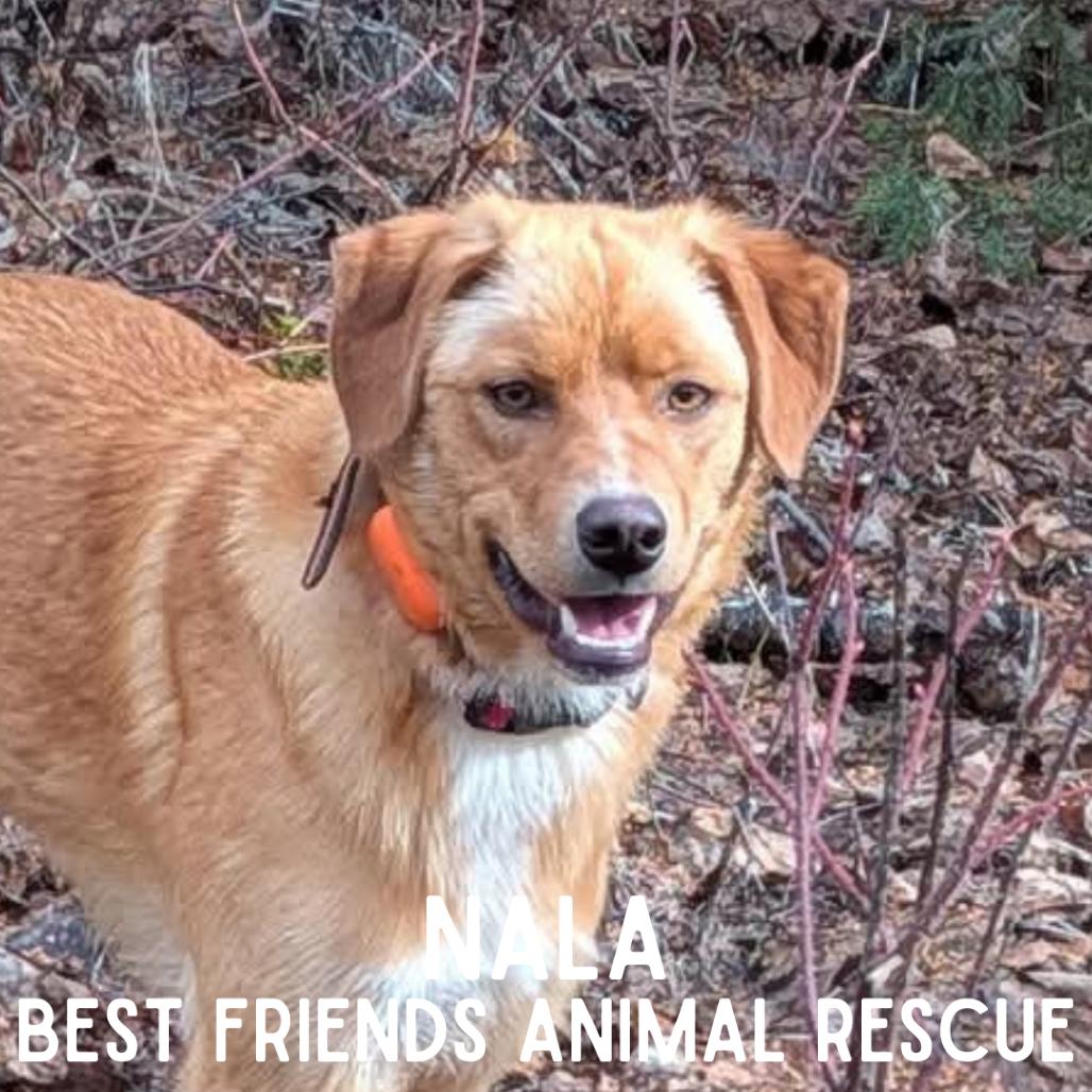 Enlarge Nala, a Adoptable mixed breed in Wasilla, AK image 4/5