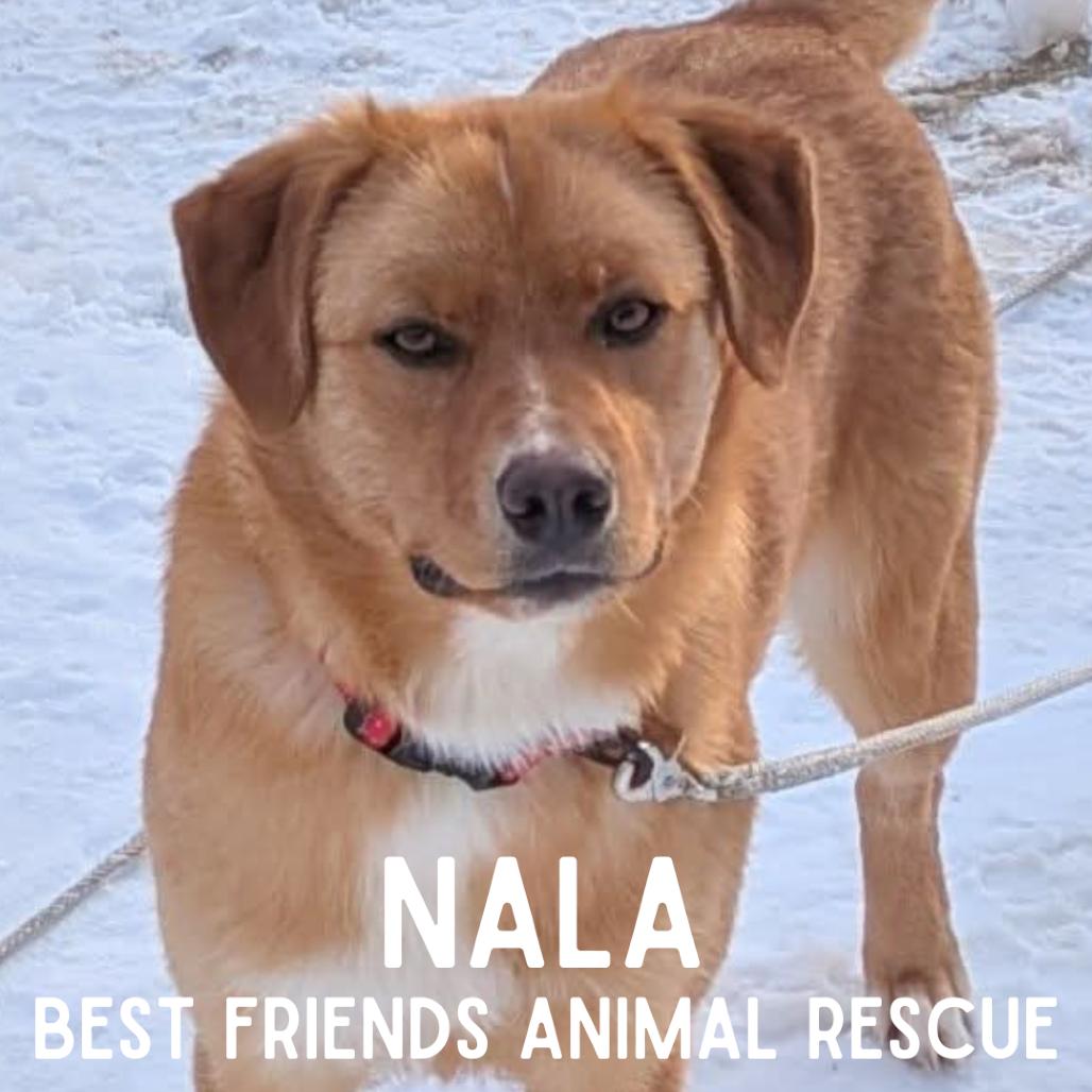 Enlarge Nala, a Adoptable mixed breed in Wasilla, AK image 5/5