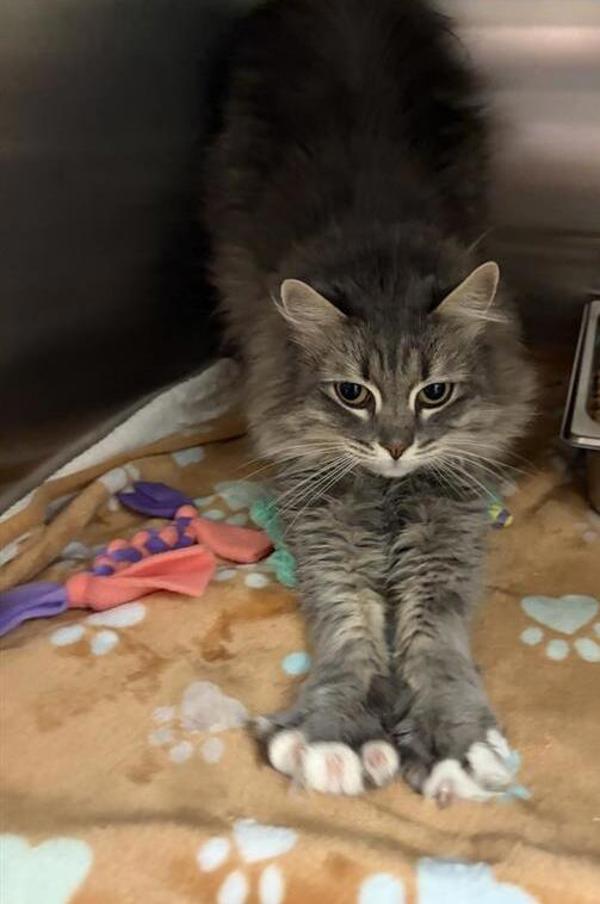 Lily, Adoptable, Adult Female Domestic Medium Hair.