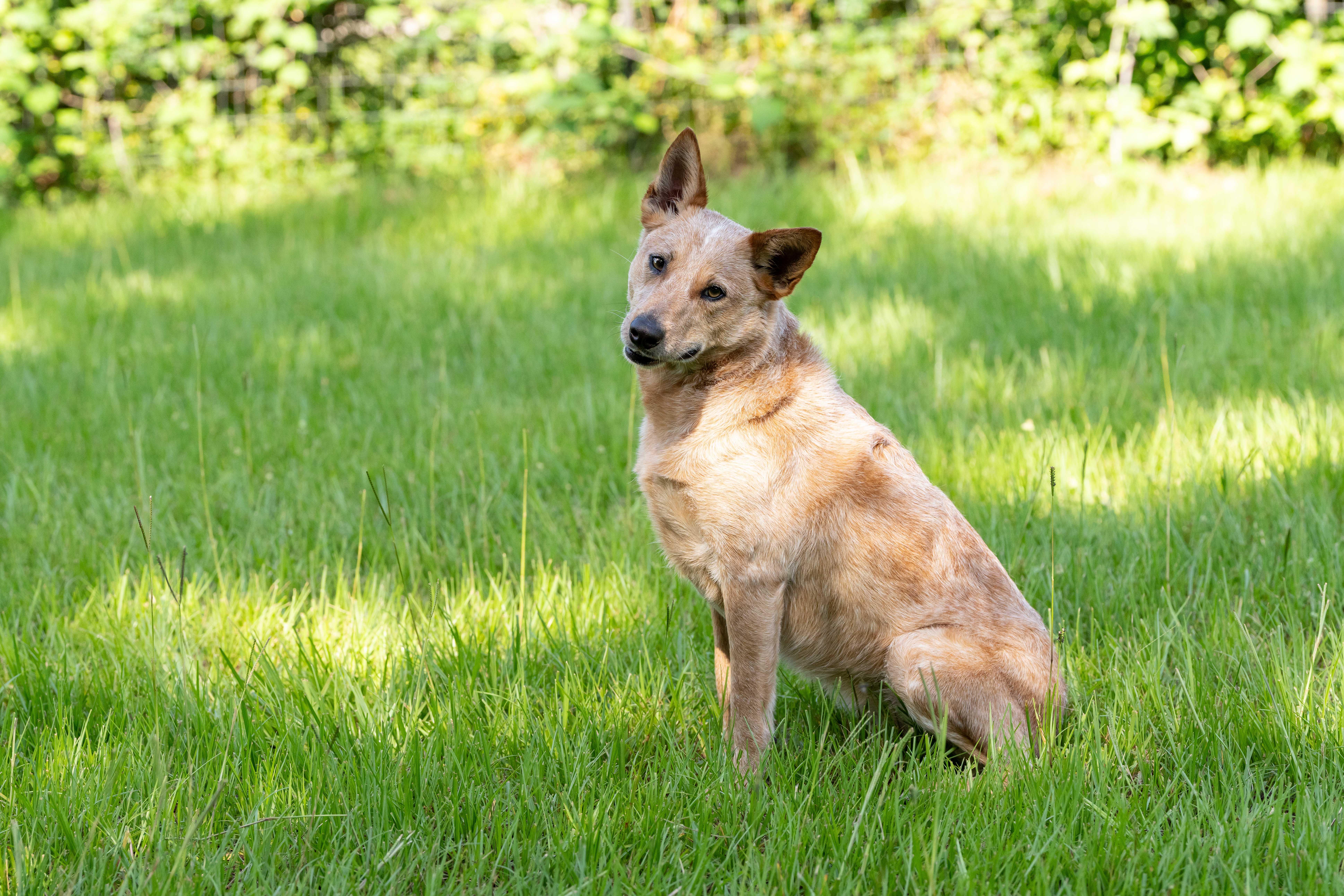 Kerby, a ADOPTABLE Australian Cattle Dog / Blue Heeler in Cypress, TX image 3/6