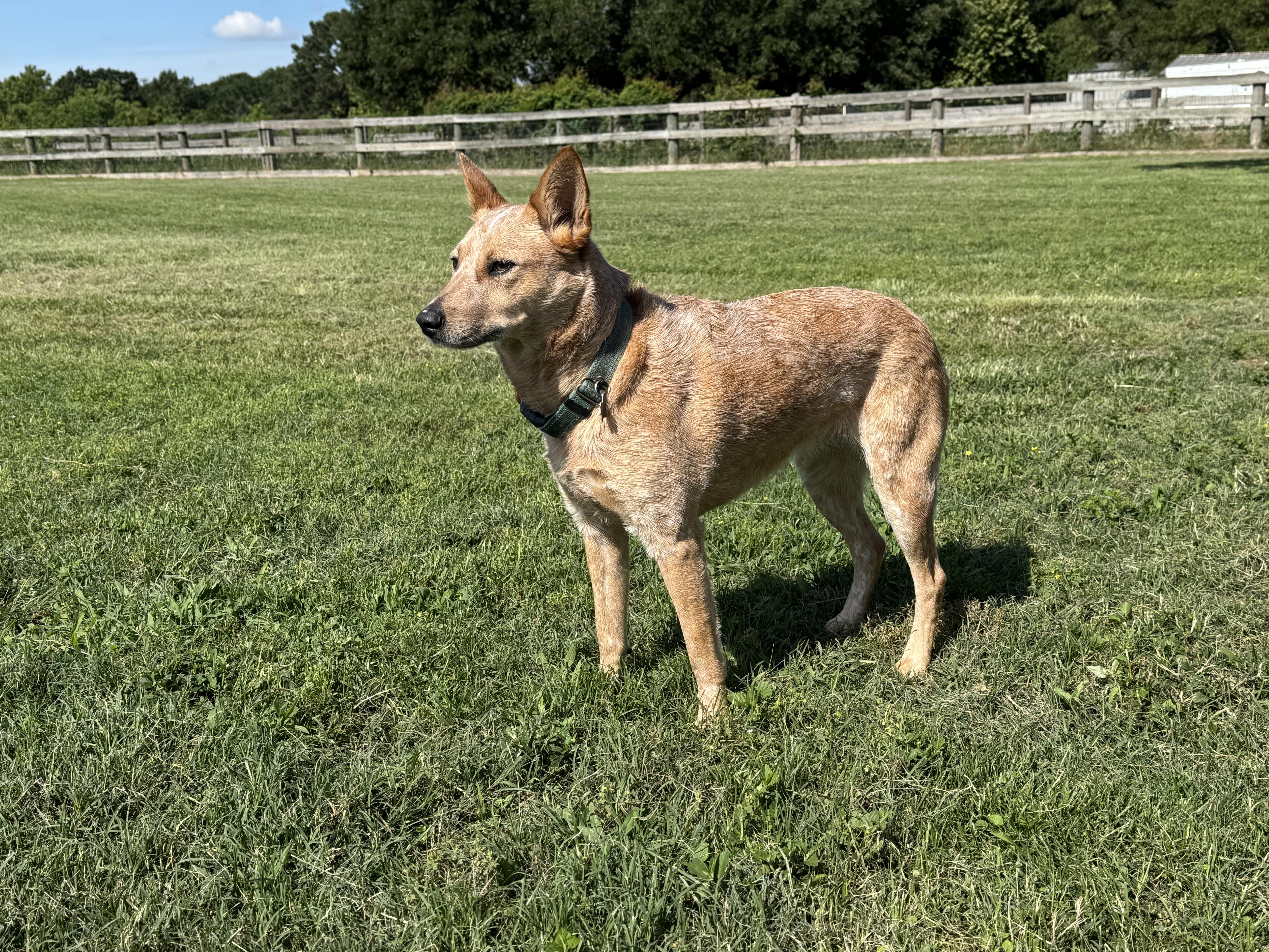 Kerby, a ADOPTABLE Australian Cattle Dog / Blue Heeler in Cypress, TX image 2/4