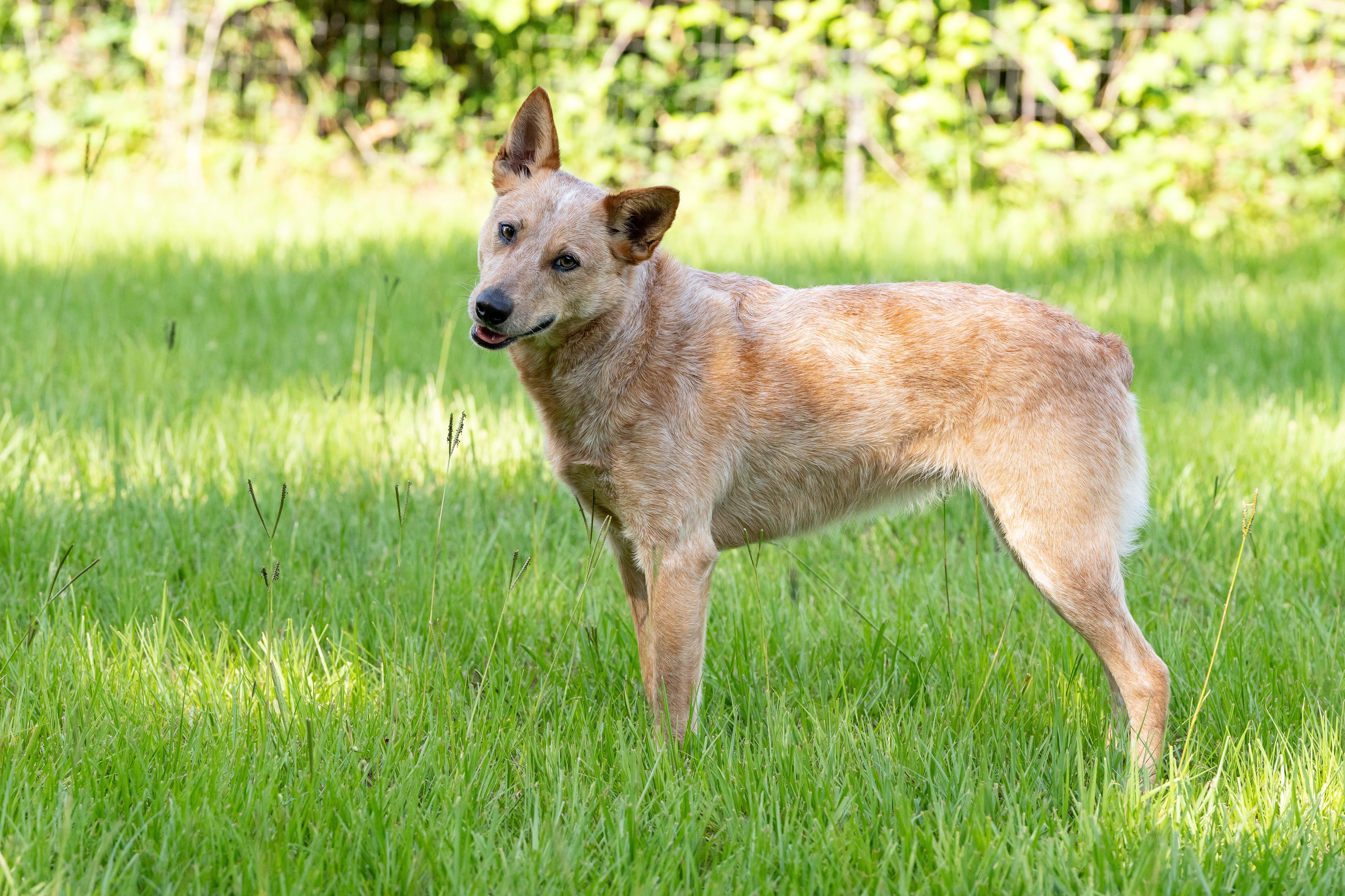 Kerby, a ADOPTABLE Australian Cattle Dog / Blue Heeler in Cypress, TX image 5/6