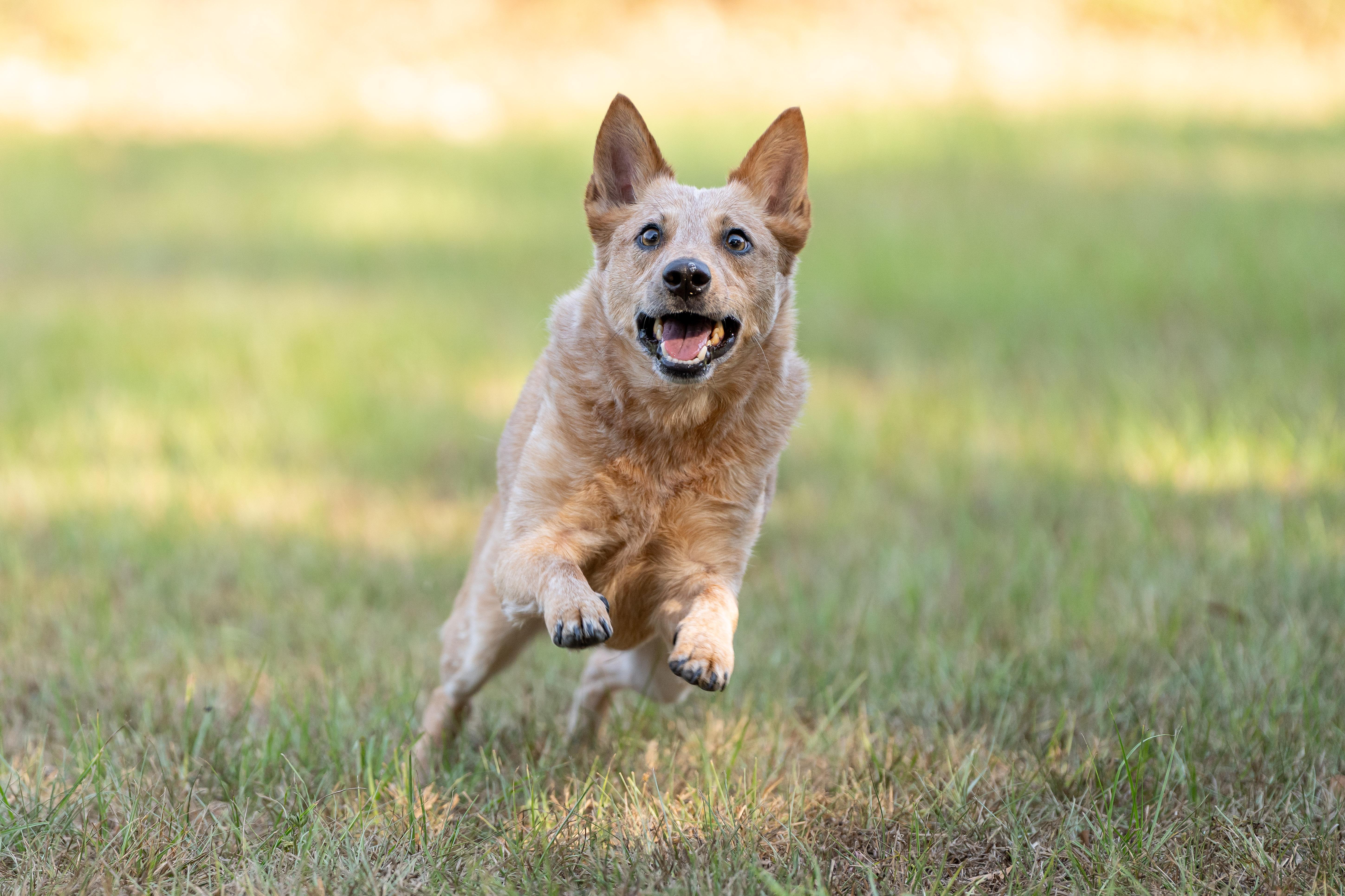 Enlarge Kerby, a Adoptable Australian Cattle Dog / Blue Heeler in Cypress, TX image 5/6