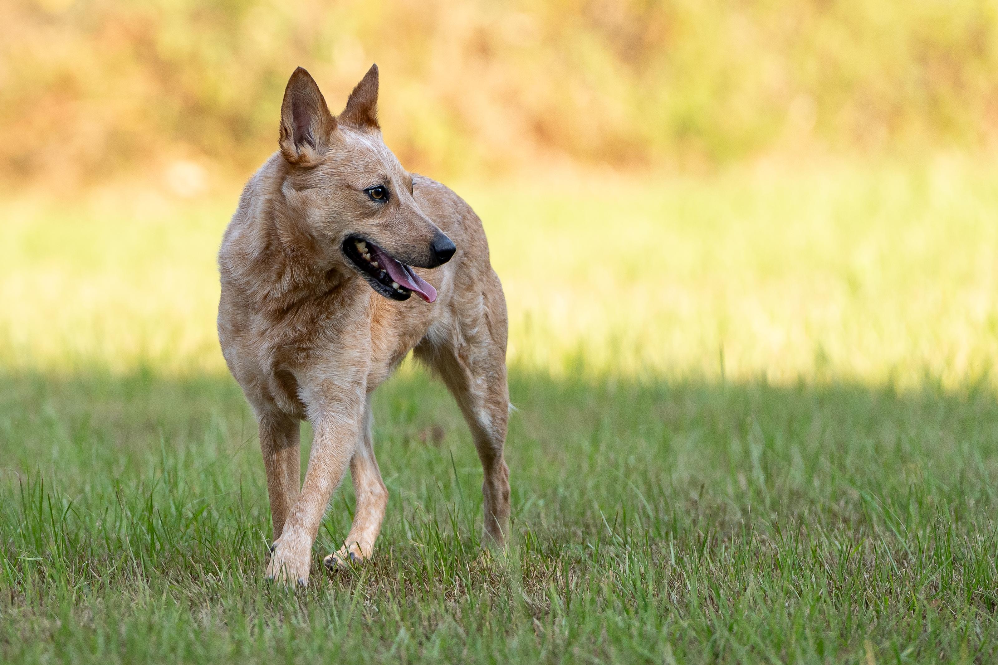 Enlarge Kerby, a Adoptable Australian Cattle Dog / Blue Heeler in Cypress, TX image 1/6