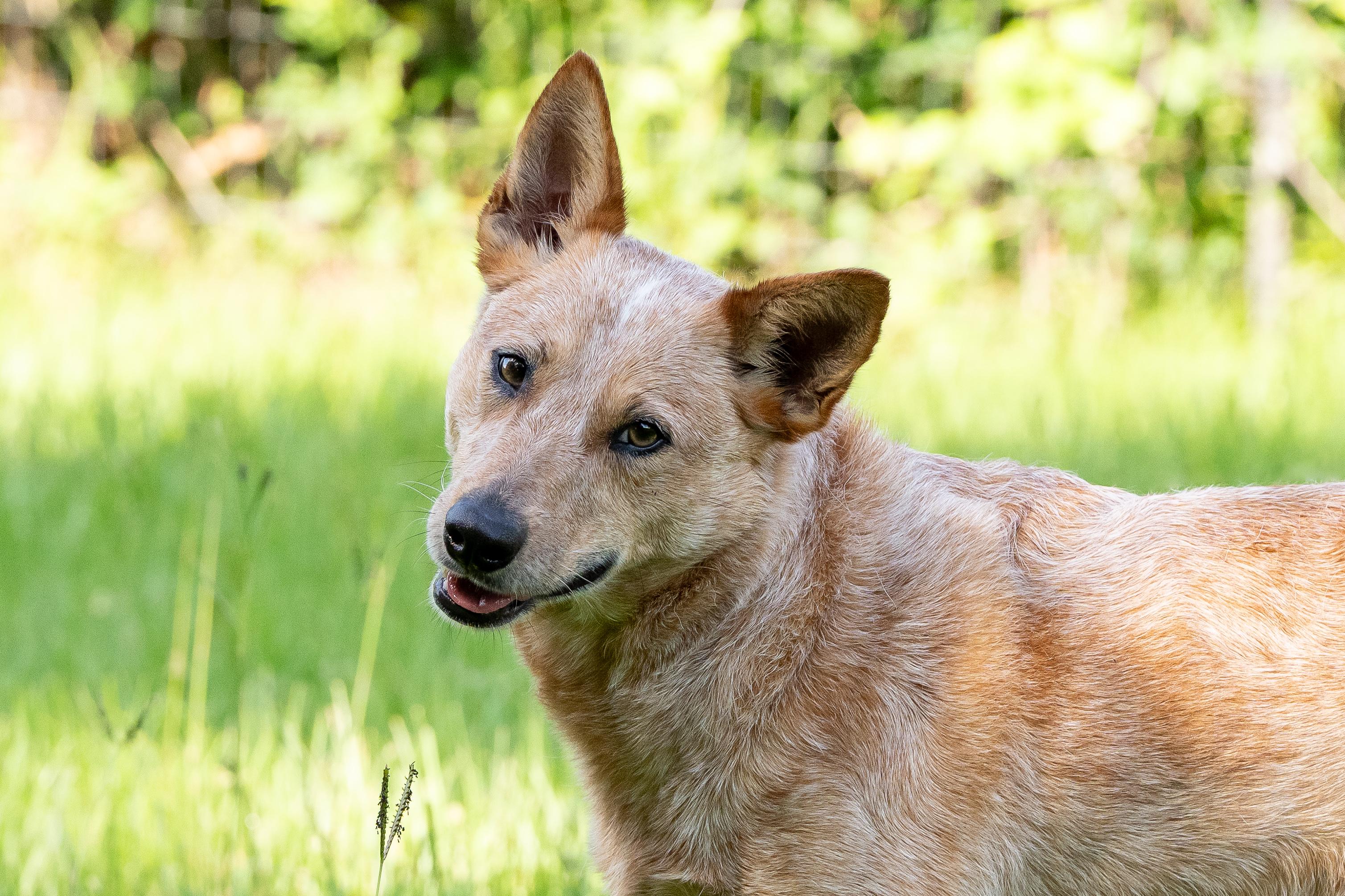 Kerby, a ADOPTABLE Australian Cattle Dog / Blue Heeler in Cypress, TX image 1/6