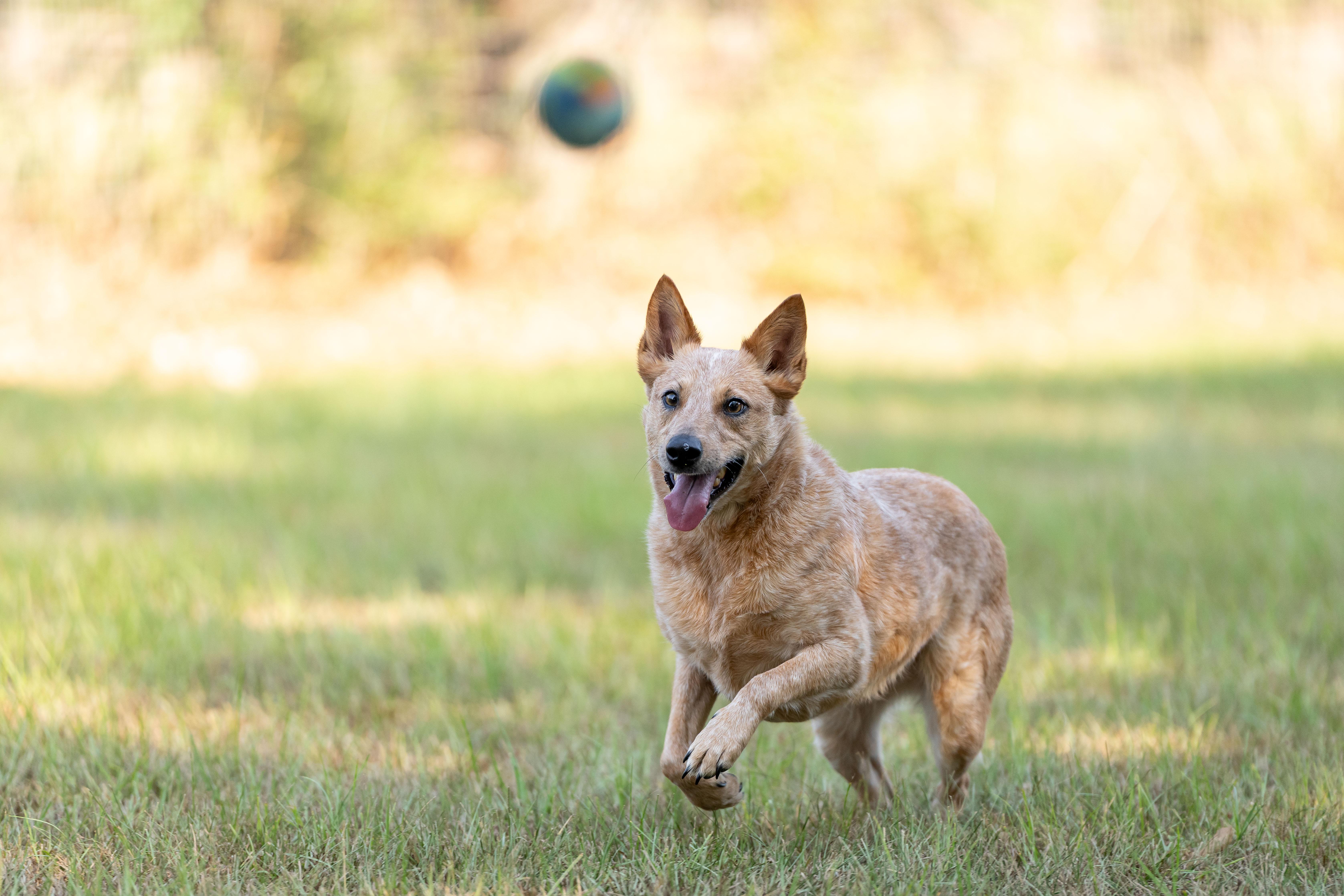 Enlarge Kerby, a Adoptable Australian Cattle Dog / Blue Heeler in Cypress, TX image 3/6