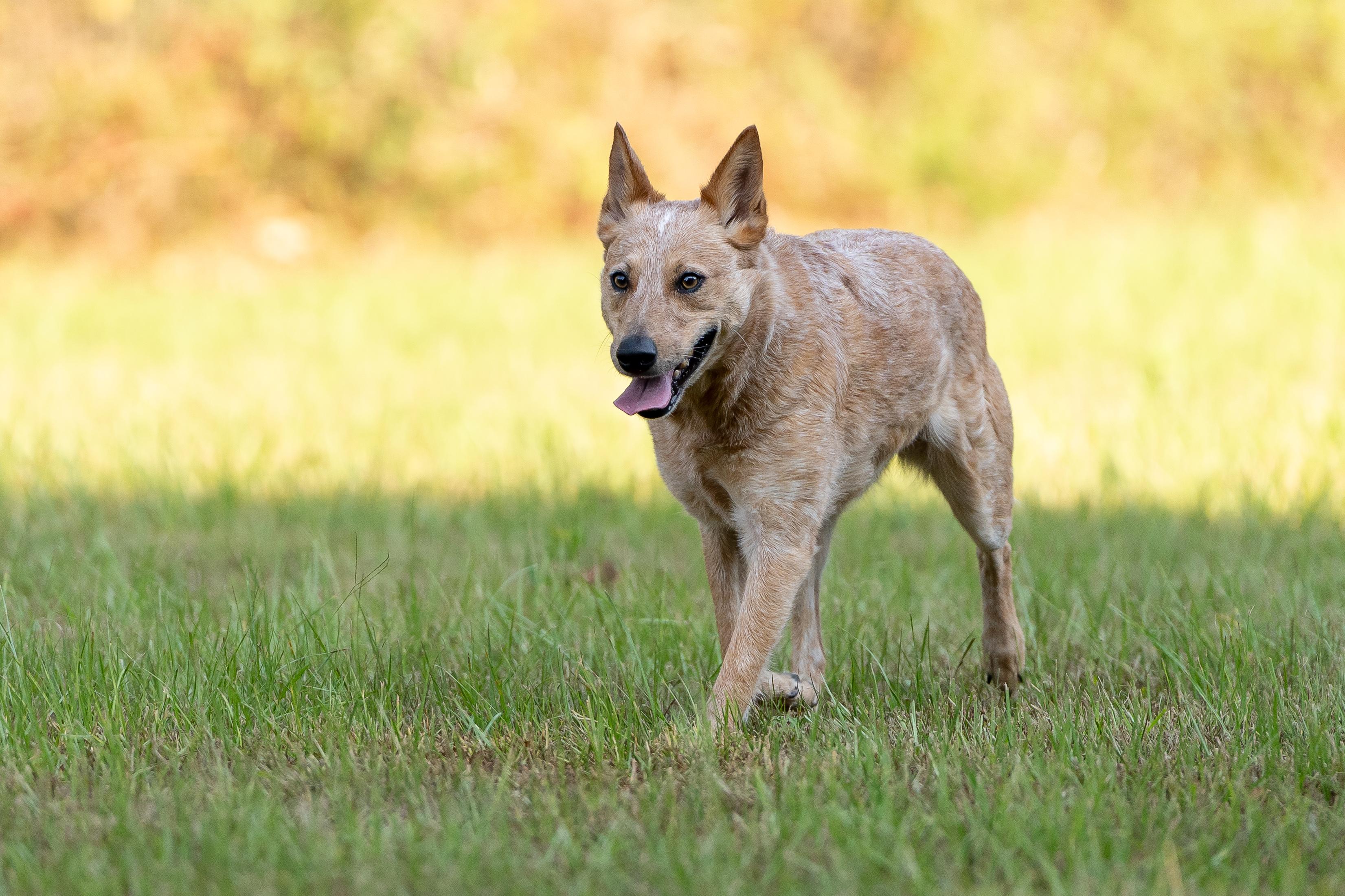 Enlarge Kerby, a Adoptable Australian Cattle Dog / Blue Heeler in Cypress, TX image 2/6