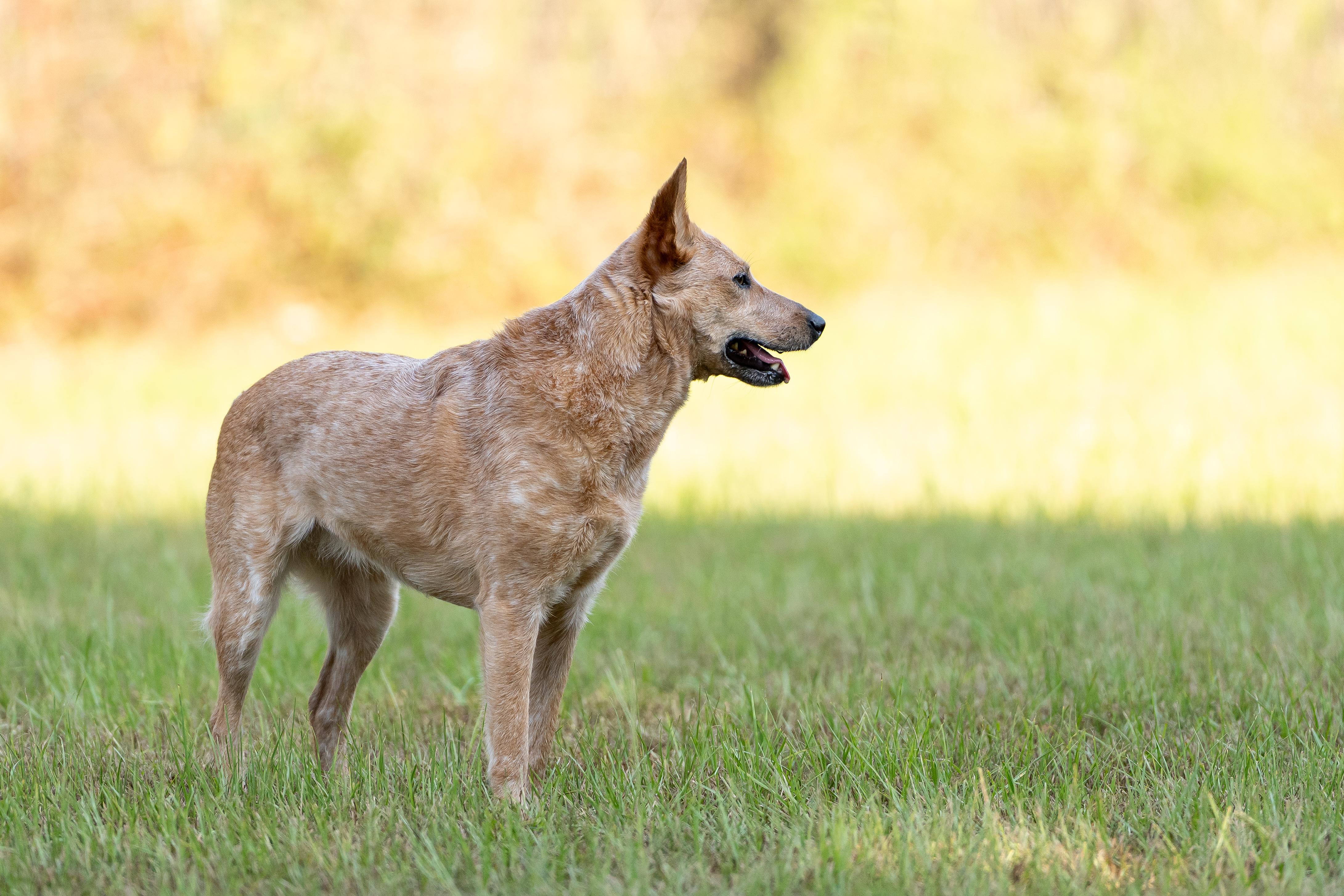 Enlarge Kerby, a Adoptable Australian Cattle Dog / Blue Heeler in Cypress, TX image 6/6