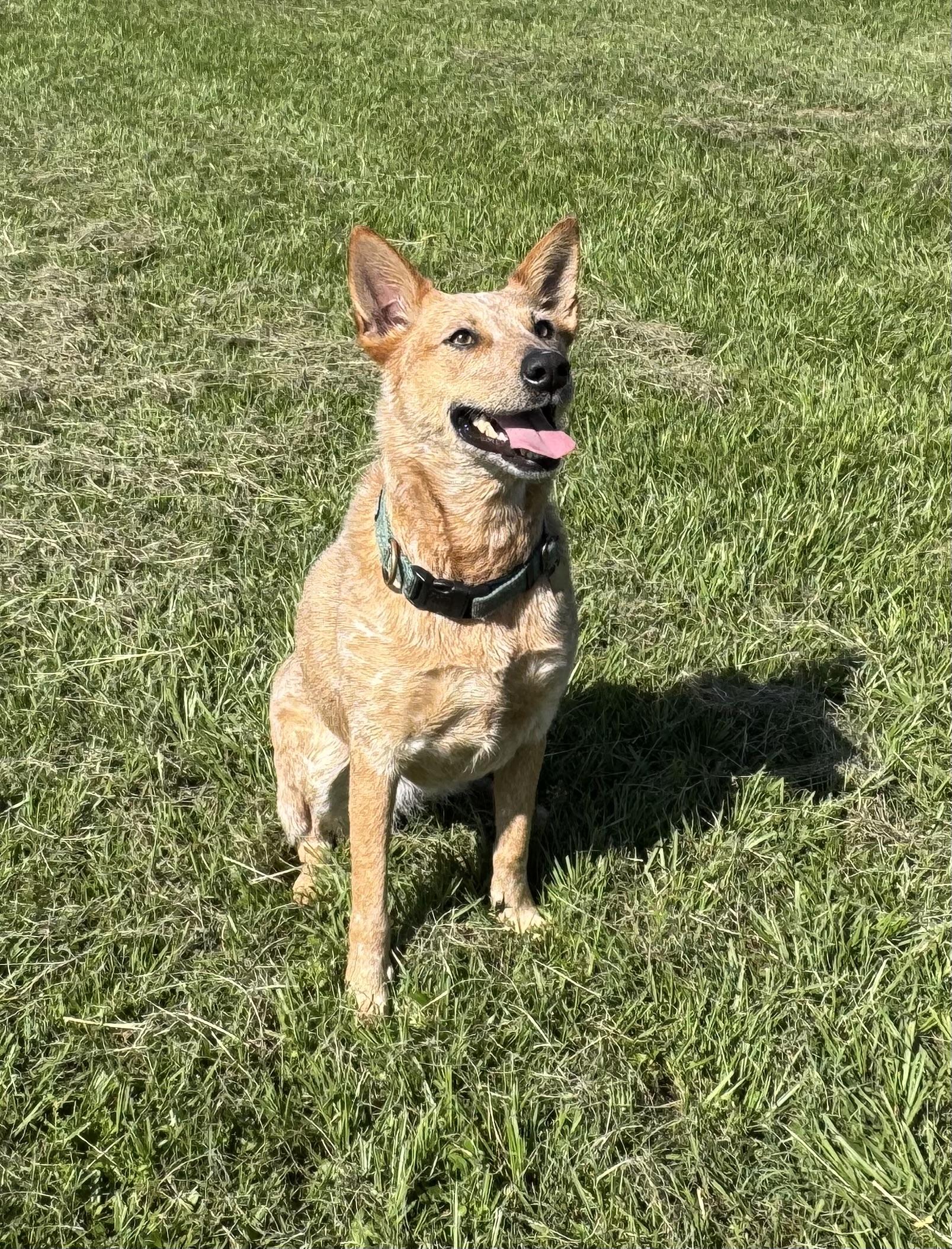 Kerby, a ADOPTABLE Australian Cattle Dog / Blue Heeler in Cypress, TX image 1/4