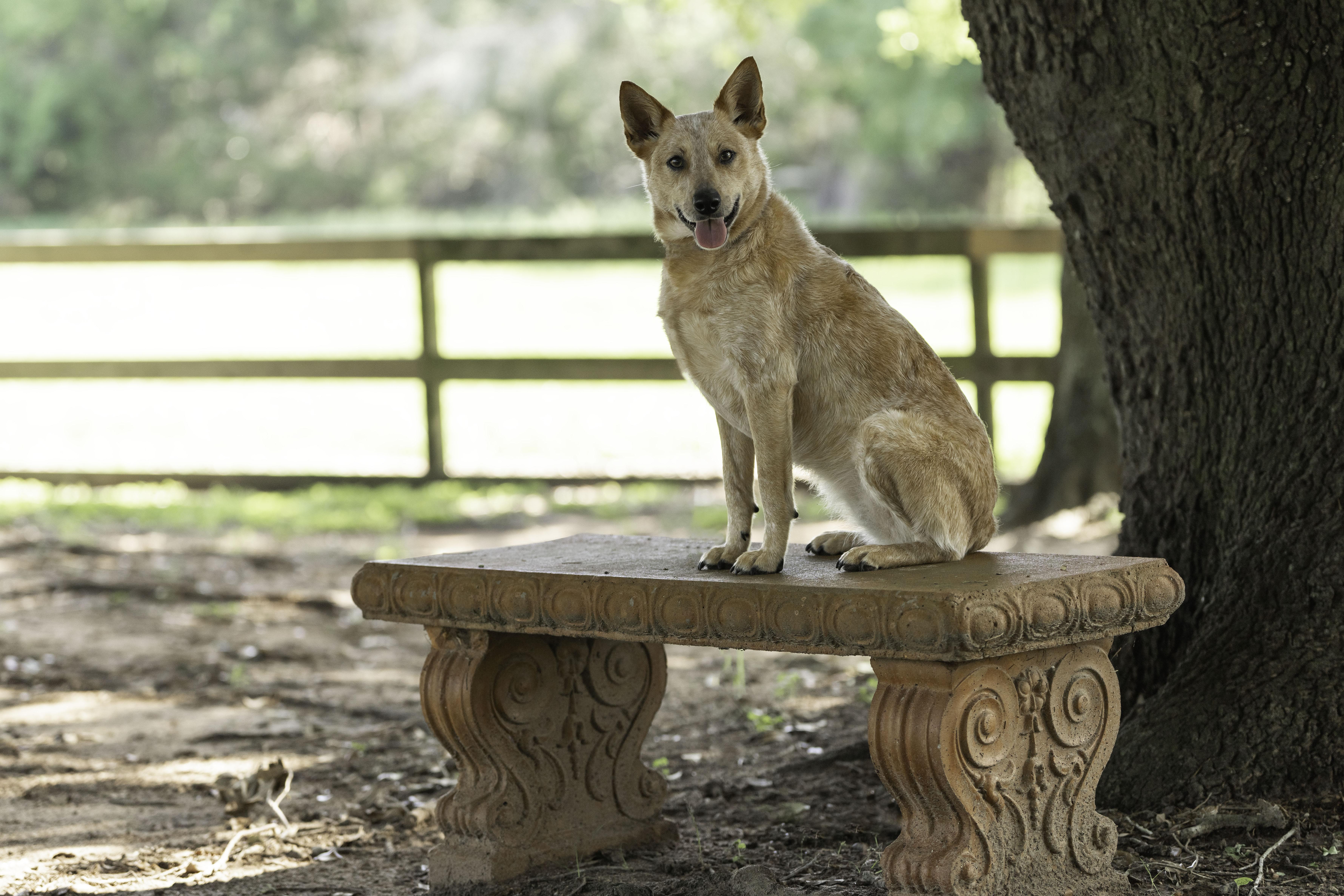 Kerby, a ADOPTABLE Australian Cattle Dog / Blue Heeler in Cypress, TX image 2/6