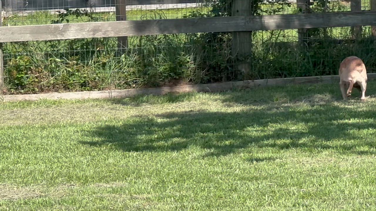 Enlarge Kerby, a ADOPTABLE Australian Cattle Dog / Blue Heeler in Cypress, TX video 3/4
