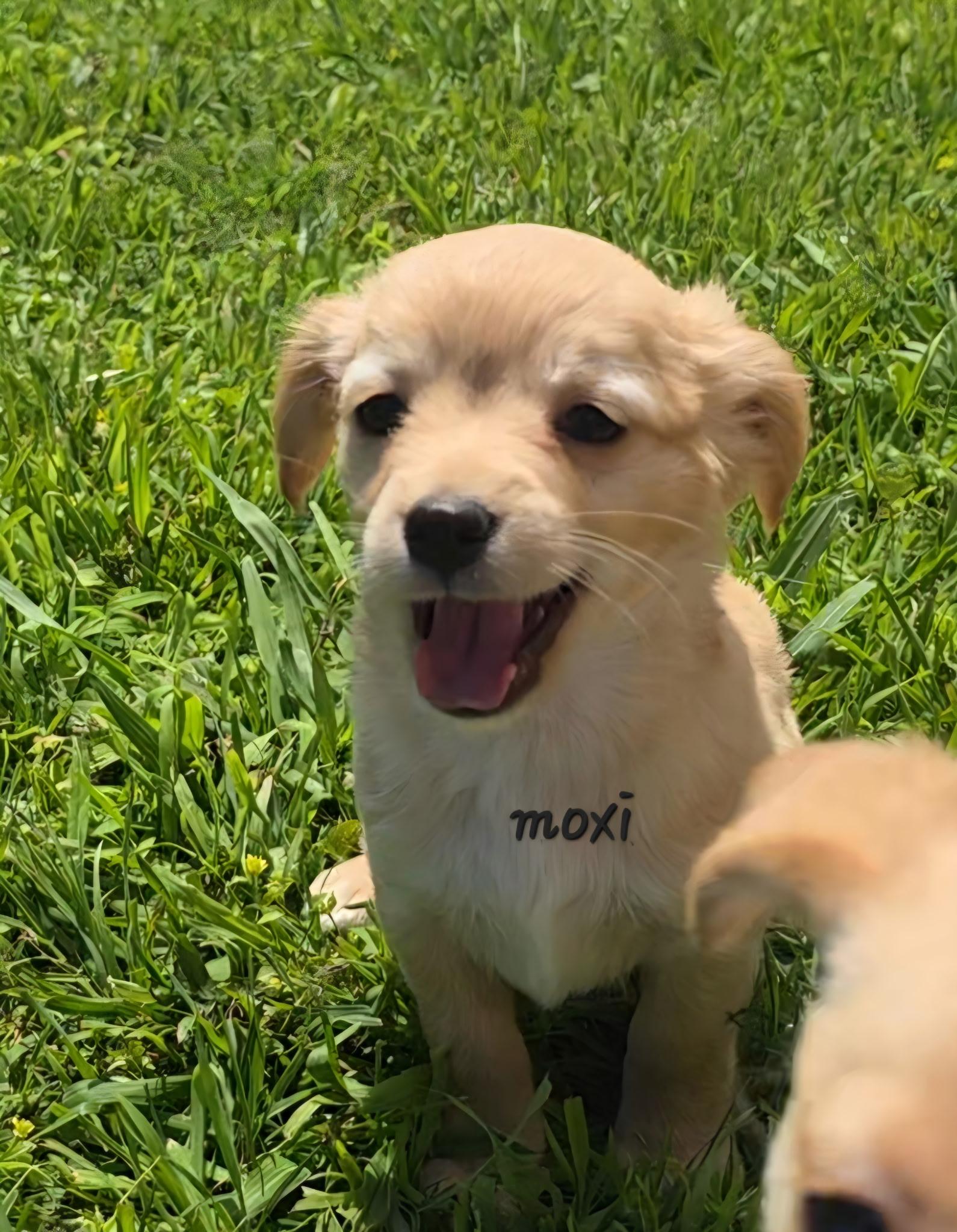 Moxi, adopted, Puppy Female Chiweenie.
