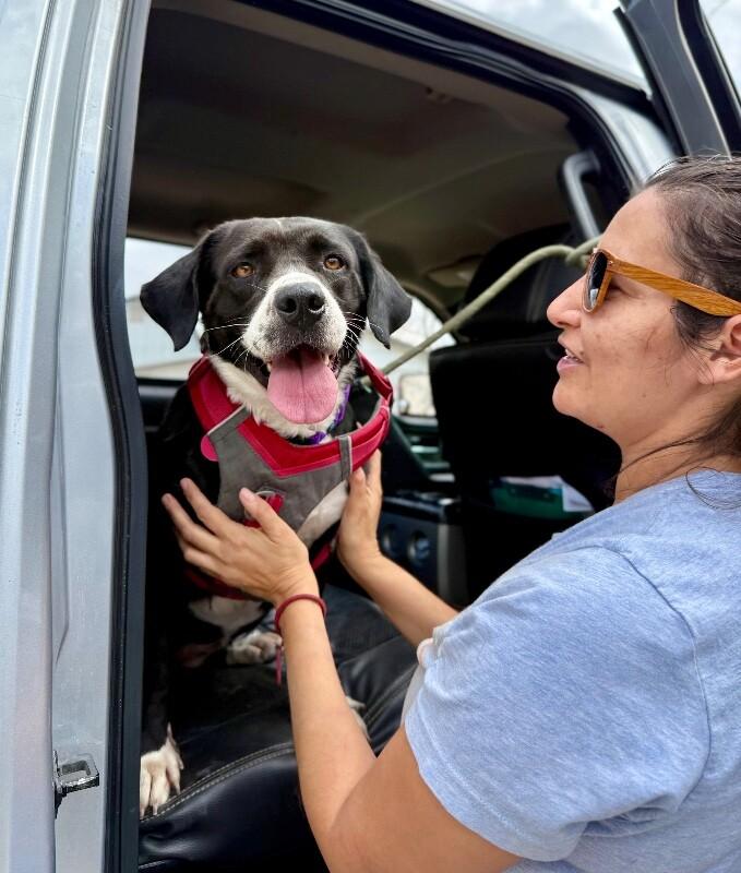 Gidget Bee Sweeter Than Honey — thumbnail 5