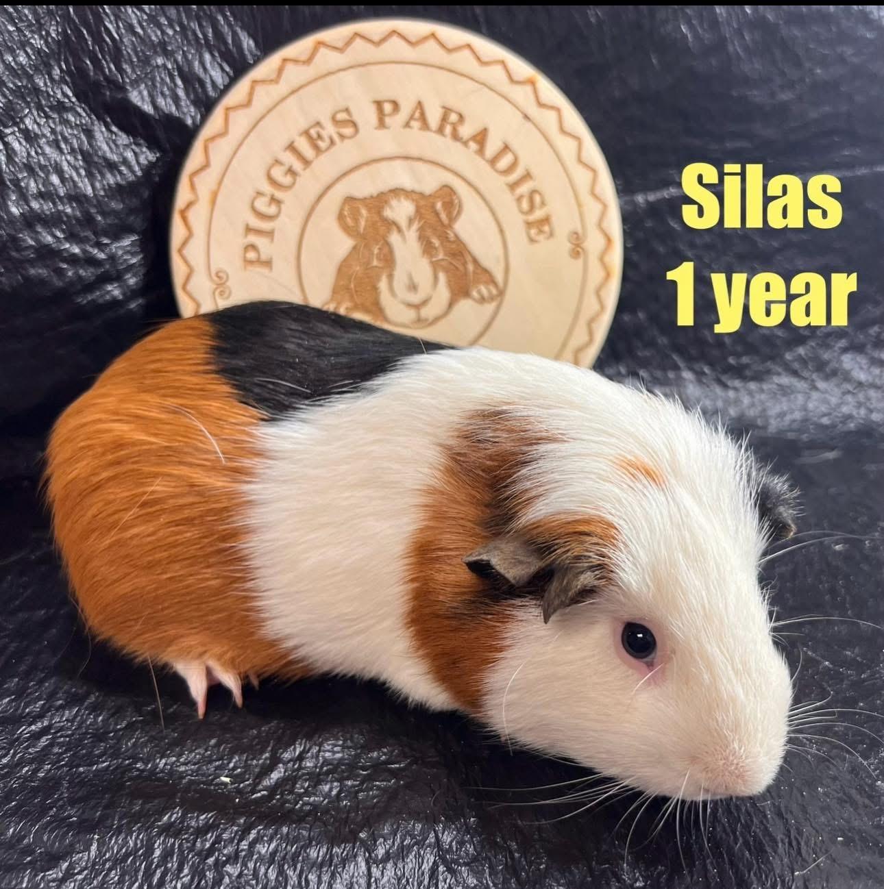 Enlarge Silas, a Adoptable Short-Haired in Red Oak, IA image 1/1