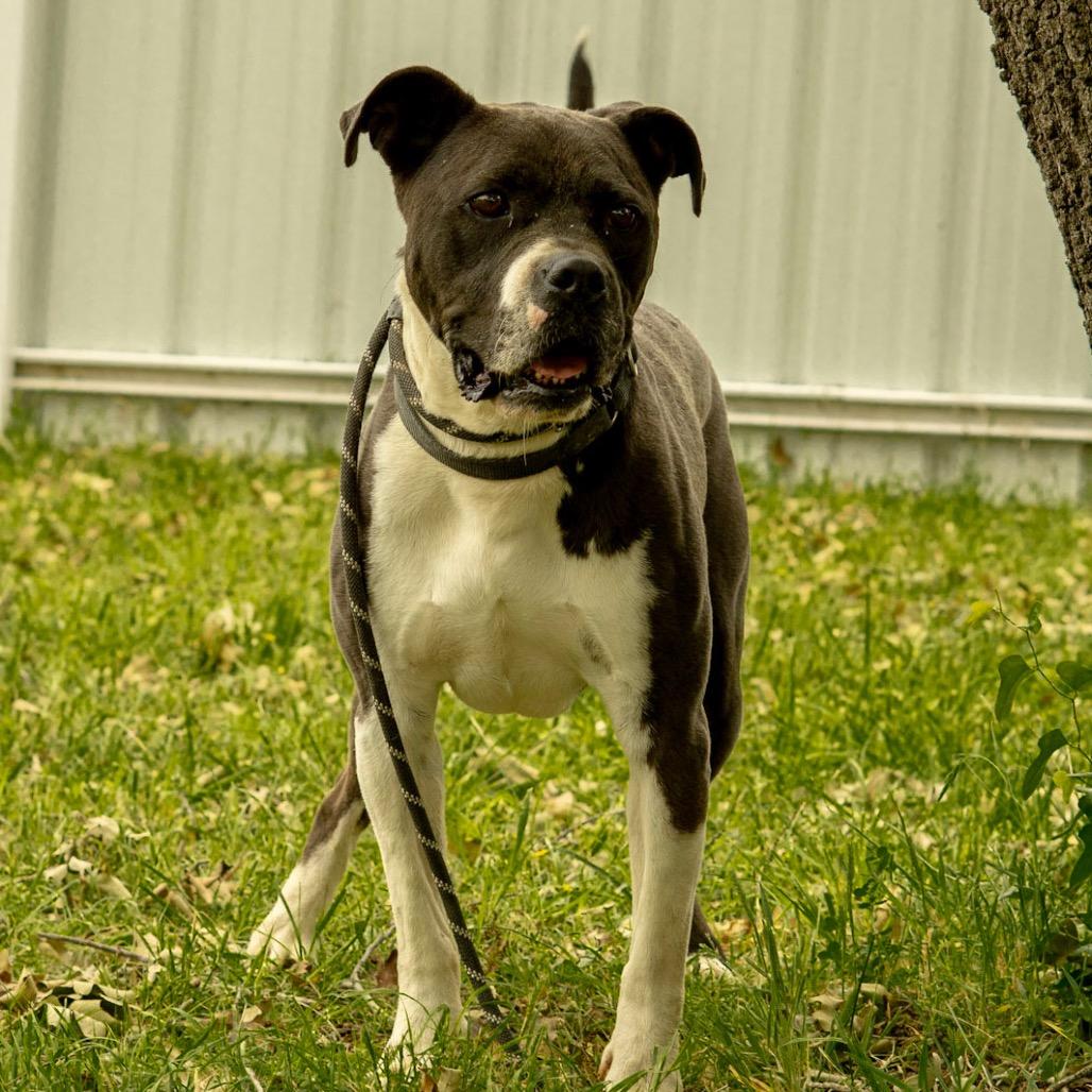 Charles, Adoptable, Adult Male Boxer & American Bulldog.