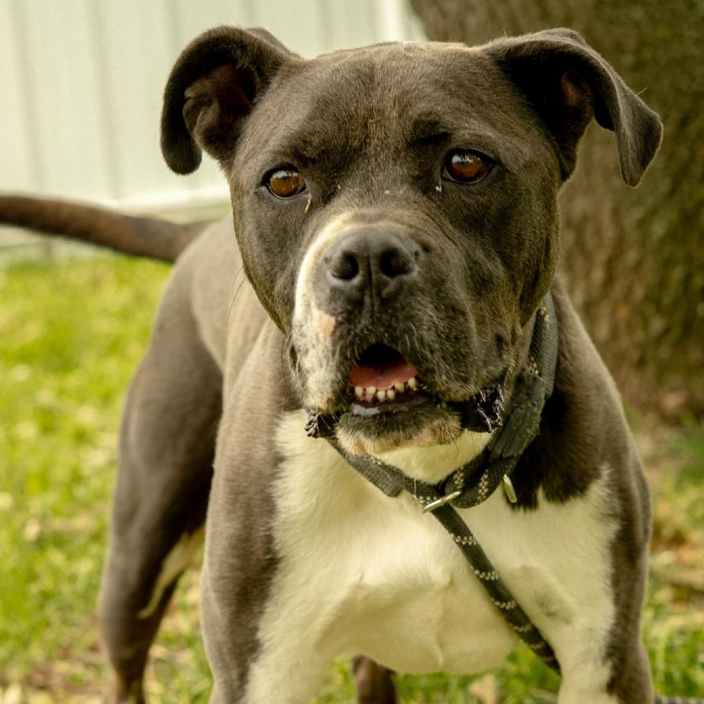 Enlarge Charles, a Adoptable mixed breed in Aledo, TX image 2/6