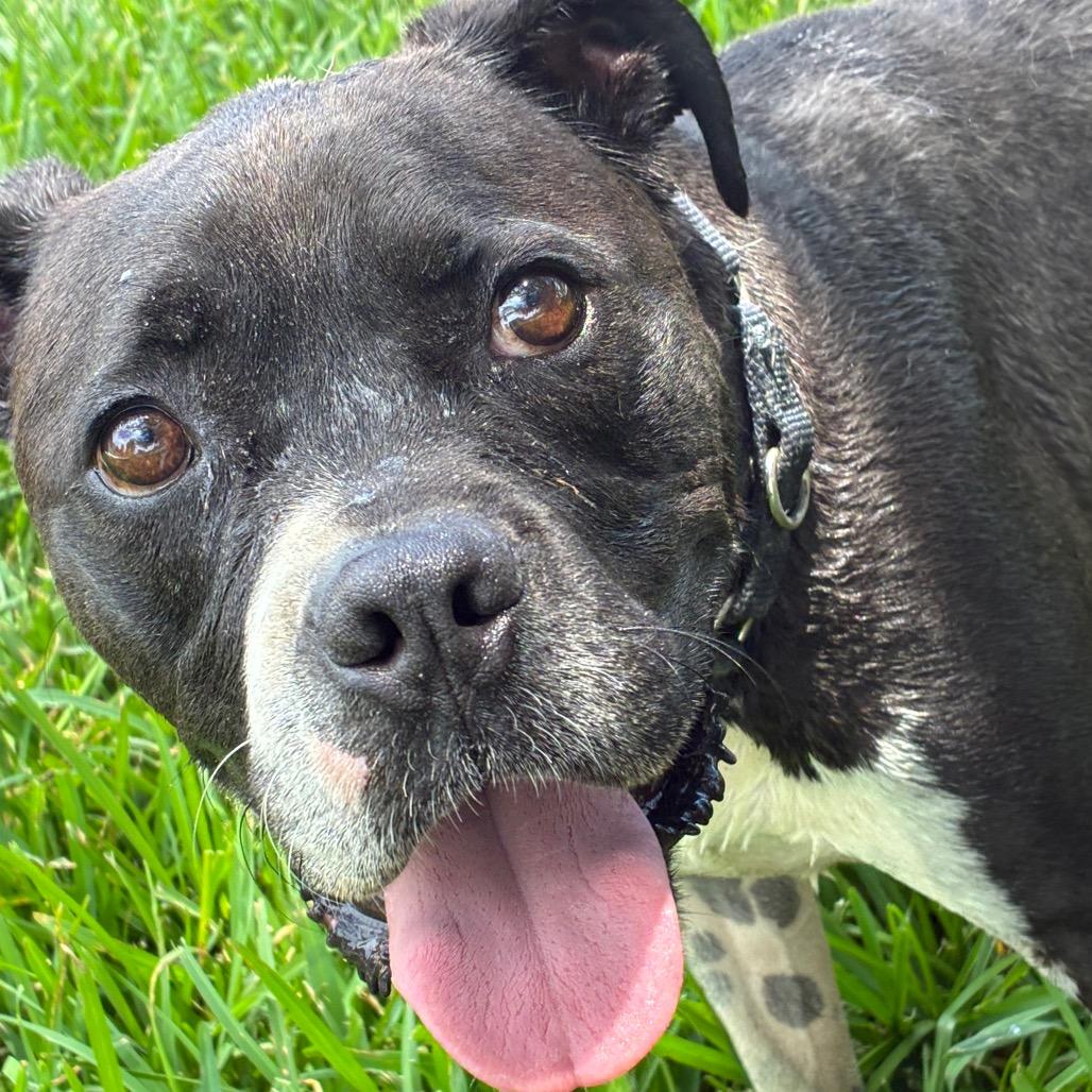 Charles, a Adoptable mixed breed in Aledo, TX image 3/6