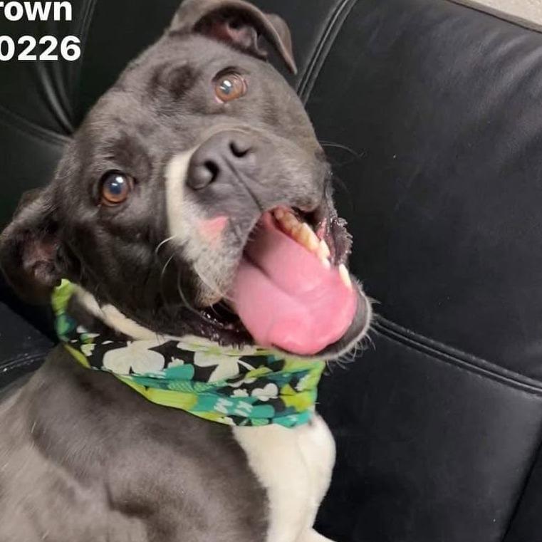 Charles, a Adoptable mixed breed in Aledo, TX image 1/2