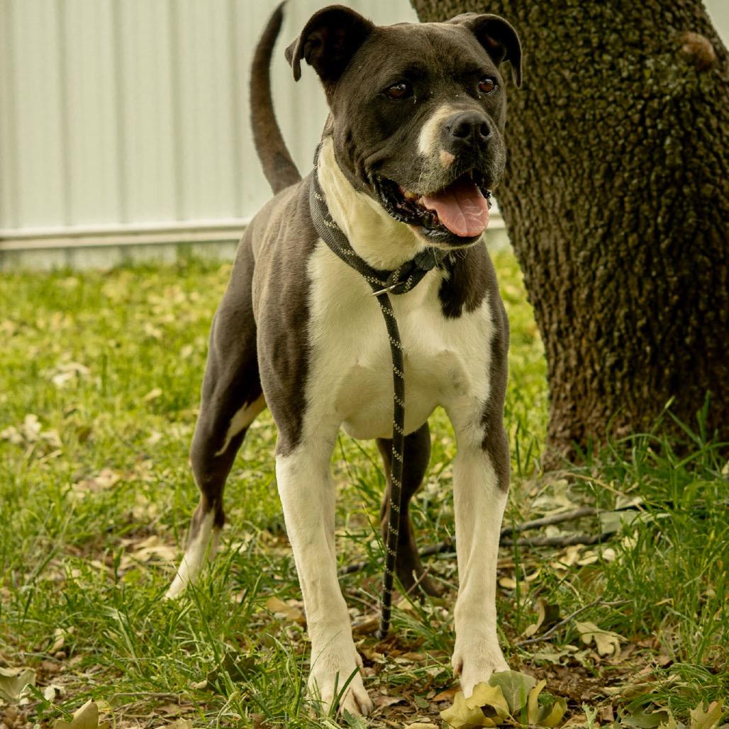 Enlarge Charles, a Adoptable mixed breed in Aledo, TX image 4/6