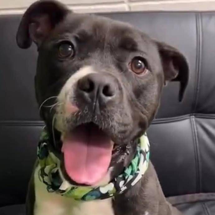 Charles, a Adoptable mixed breed in Aledo, TX image 2/2