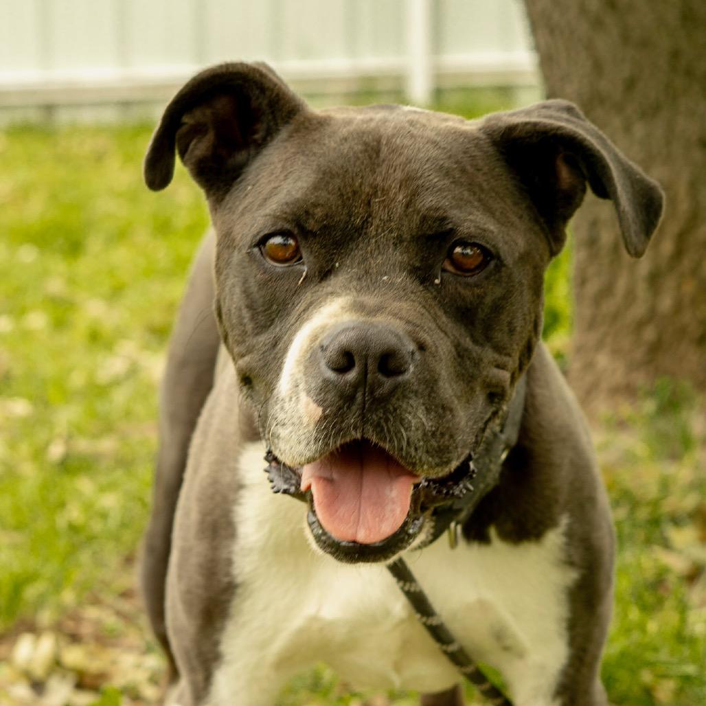 Enlarge Charles, a Adoptable mixed breed in Aledo, TX image 6/6