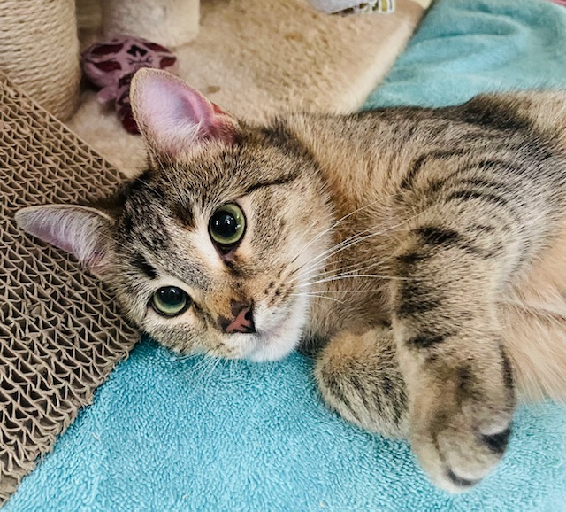 Enlarge DORI, a Adoptable Domestic Short Hair in Spotsylvania, VA image 2/6