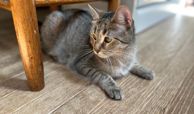 Enlarge DORI, a Adoptable Domestic Short Hair in Spotsylvania, VA image 1/6