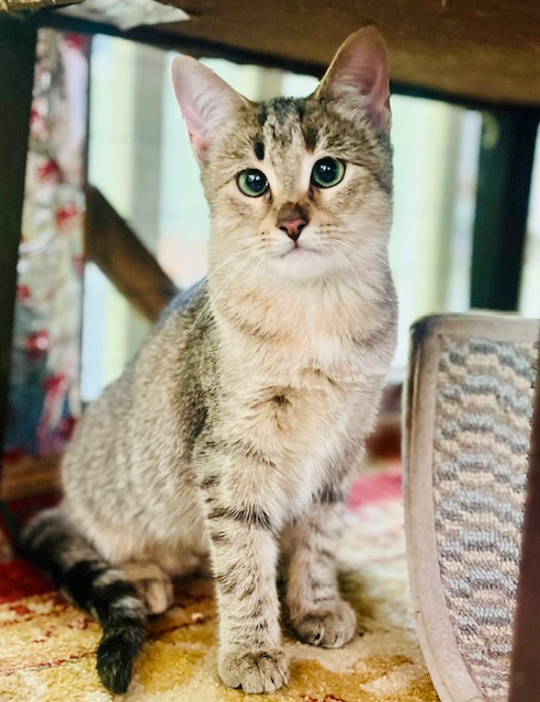 Enlarge DORI, a Adoptable Domestic Short Hair in Spotsylvania, VA image 5/6