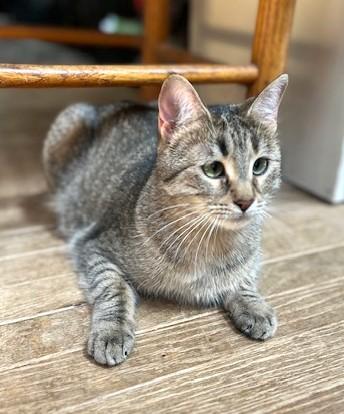 Enlarge DORI, a Adoptable Domestic Short Hair in Spotsylvania, VA image 6/6