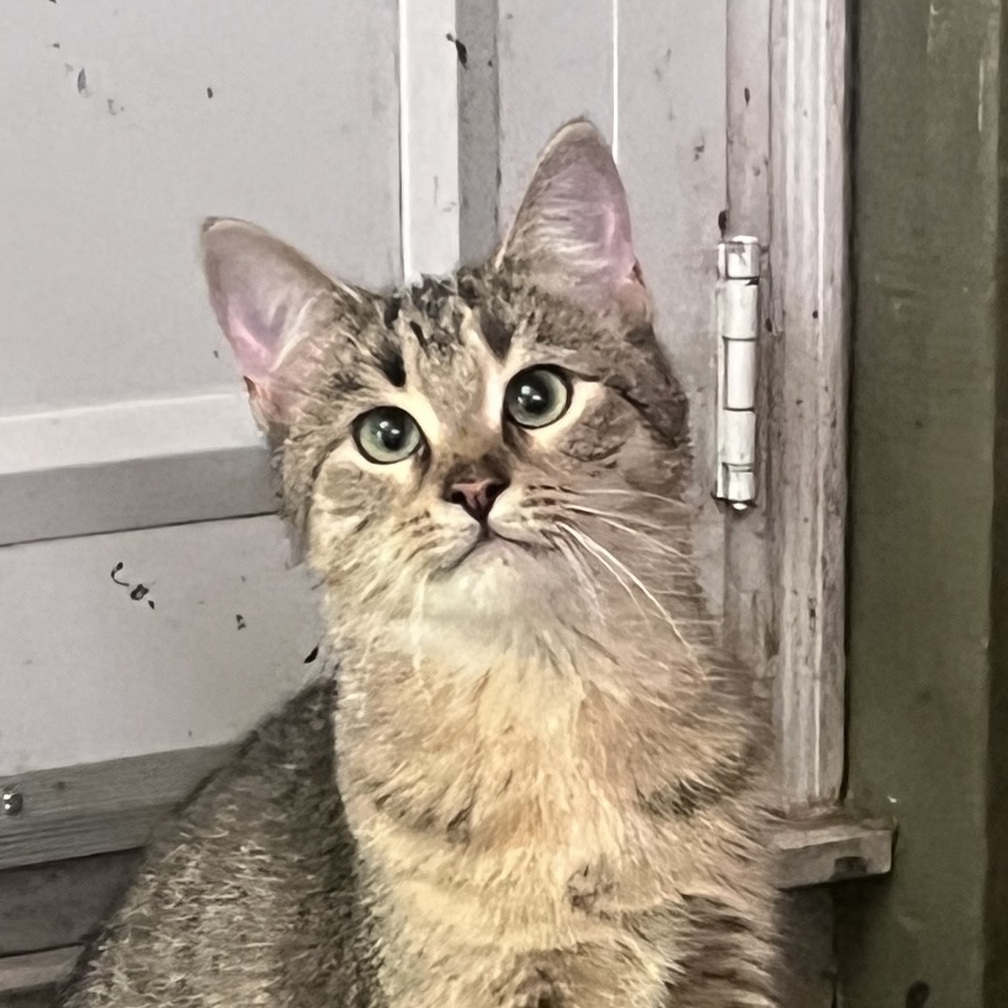 Enlarge DORI, a Adoptable Domestic Short Hair in Spotsylvania, VA image 4/6