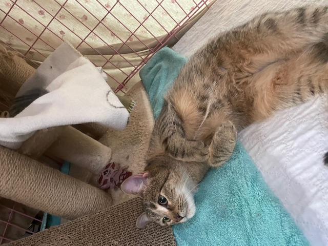 Enlarge DORI, a Adoptable Domestic Short Hair in Spotsylvania, VA image 3/6