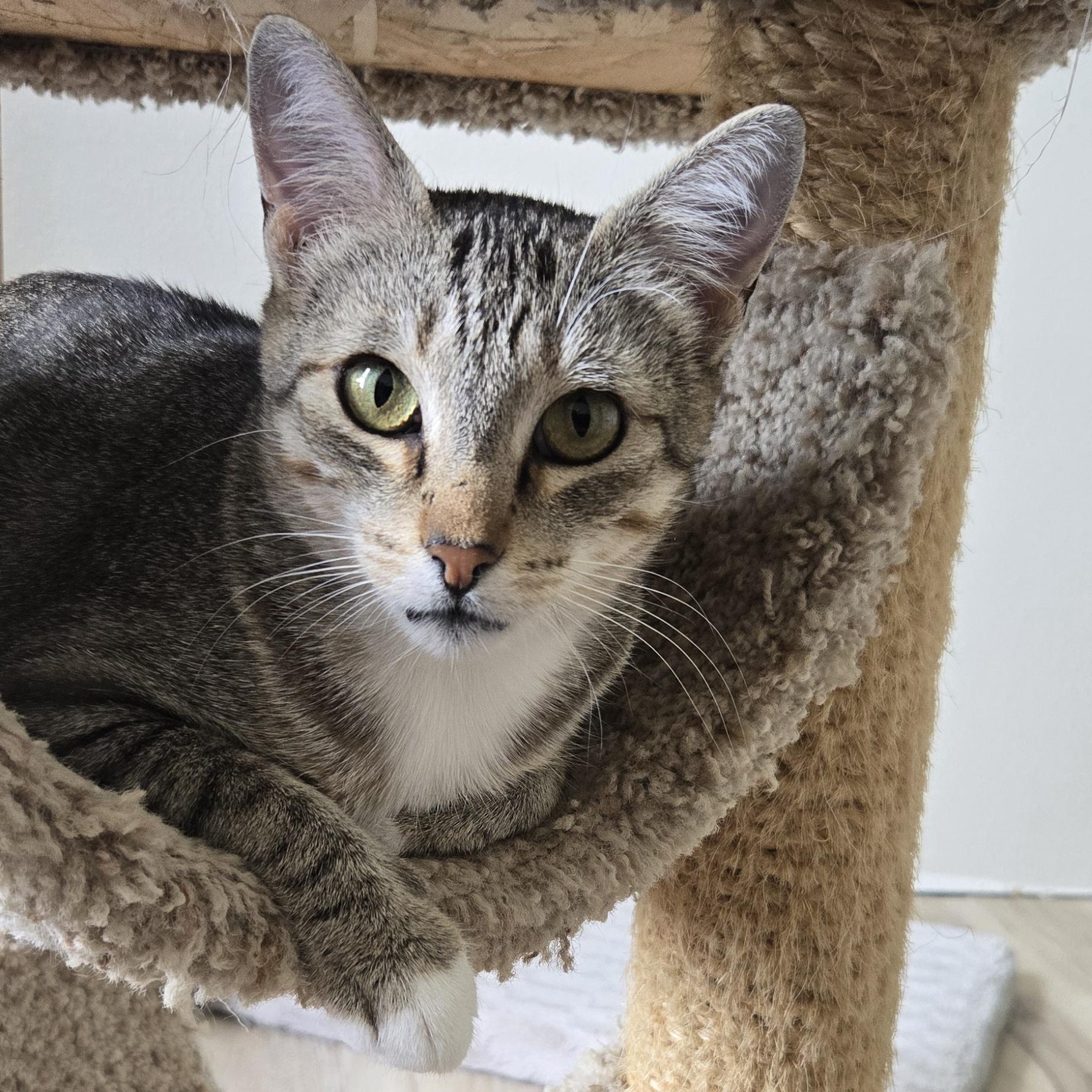 family cats　0507 family cats 0507 VTG 1950s Cat Family Mother Cat & Kittens