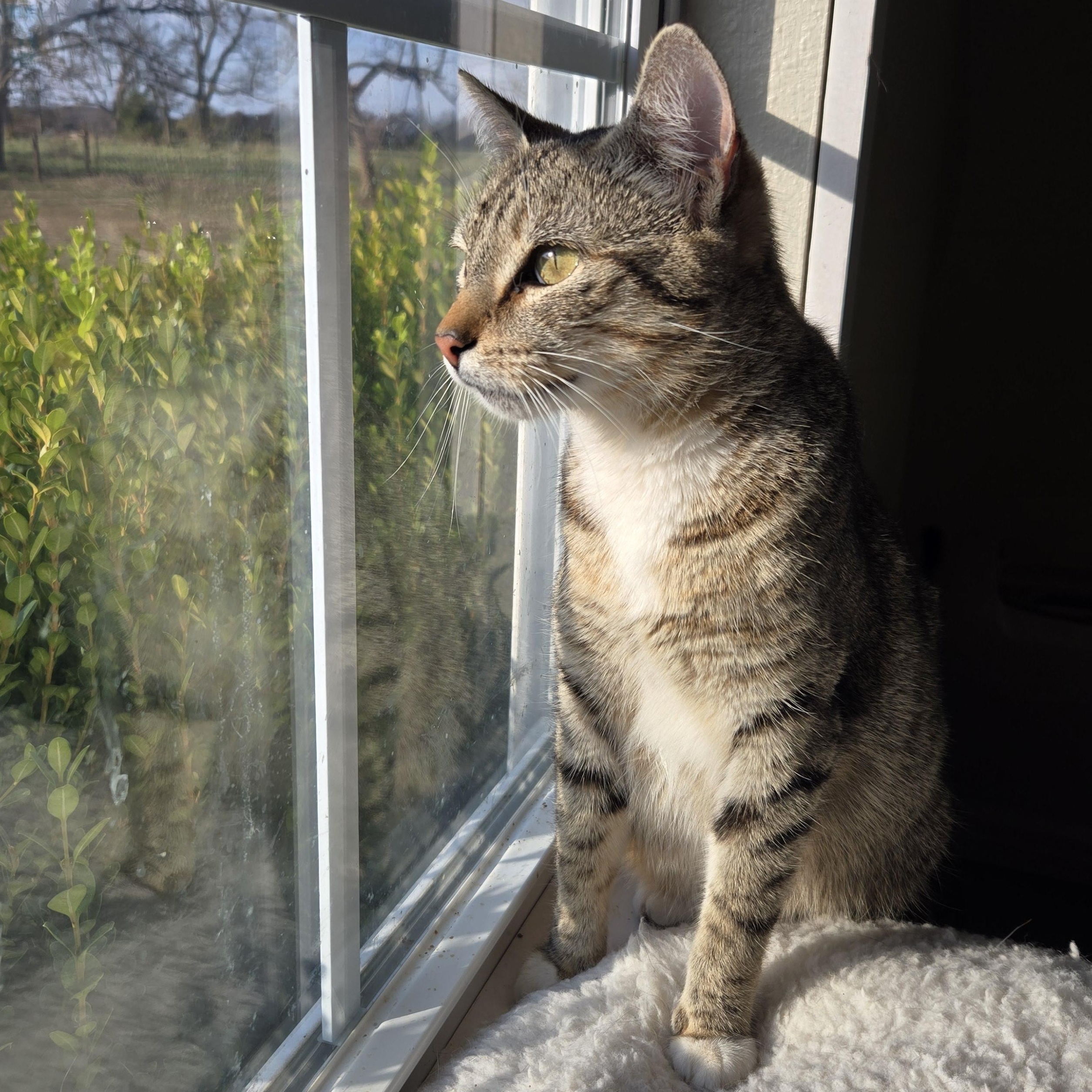 Cat for adoption - Laila Ali, a Domestic Short Hair Mix in