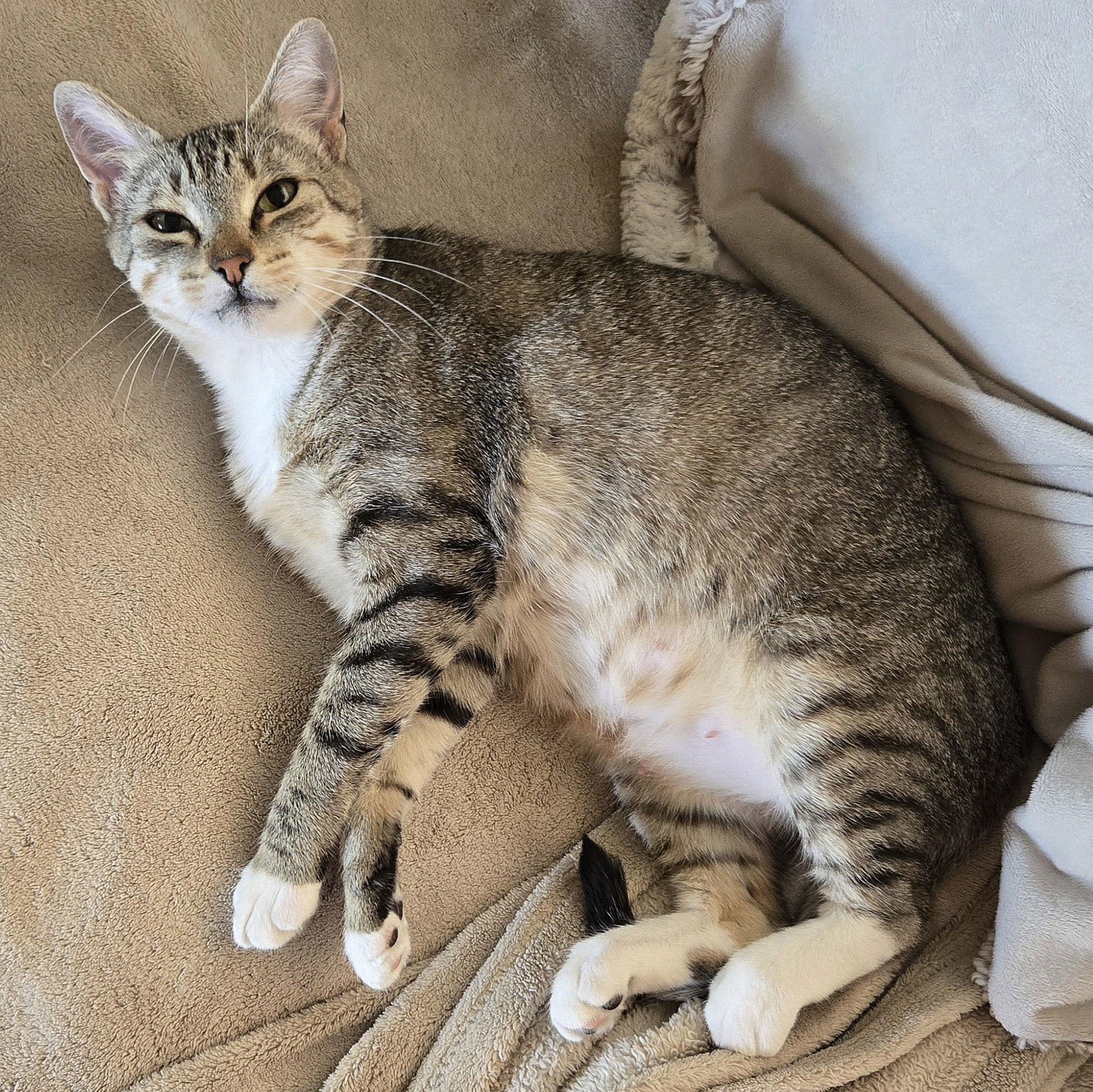 Cat for adoption - Laila Ali, a Domestic Short Hair Mix in