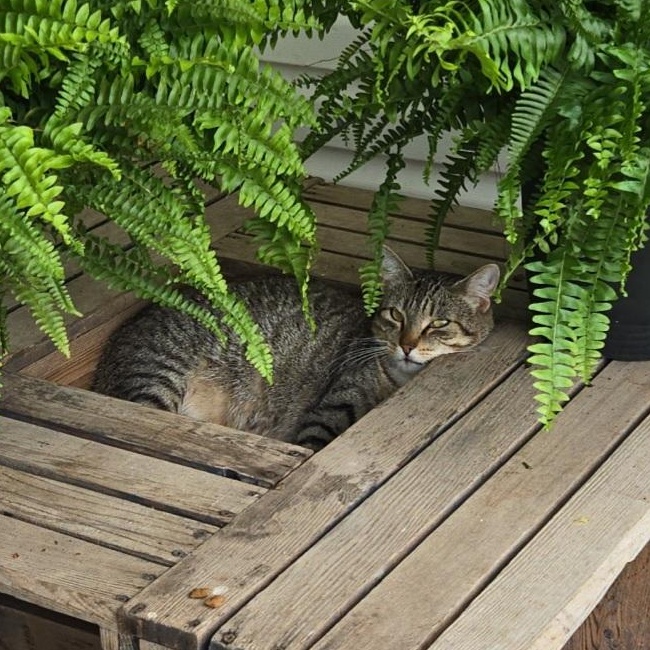 Laila Ali — thumbnail 4