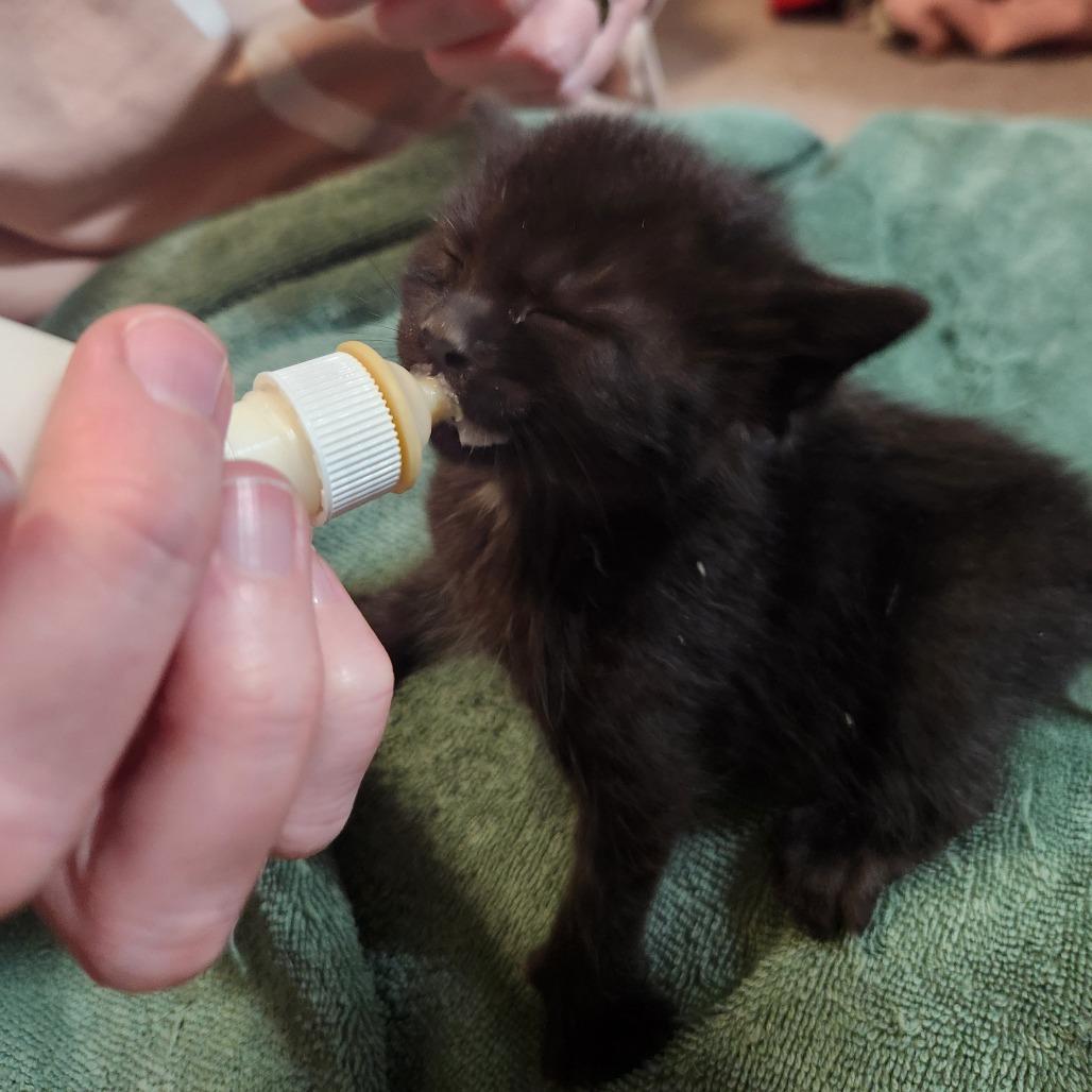 Flower, Adoptable, Kitten Female Domestic Short Hair.